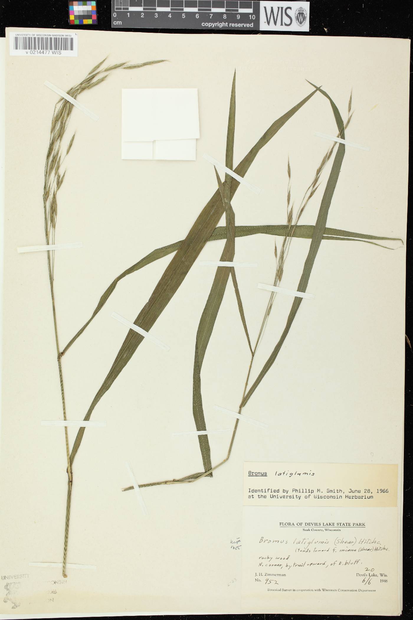 Bromus latiglumis image