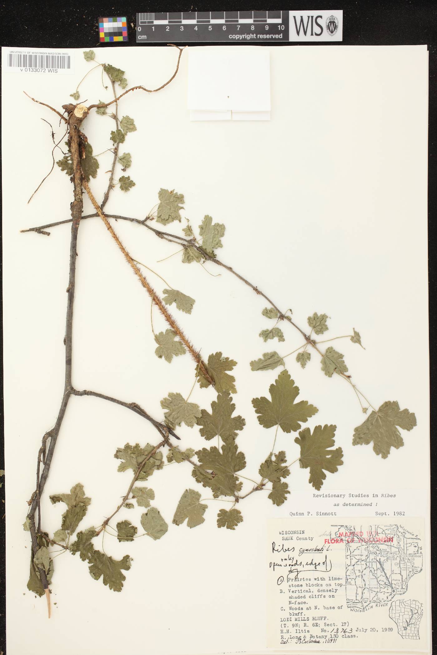 Ribes cynosbati image