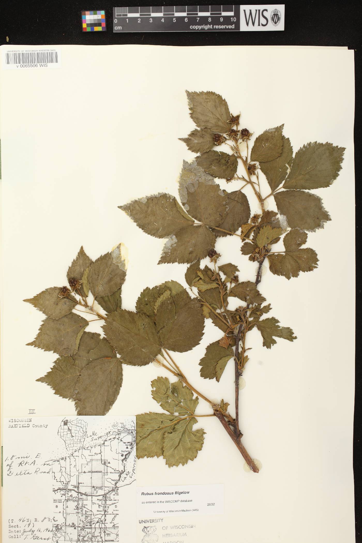Rubus pensilvanicus image