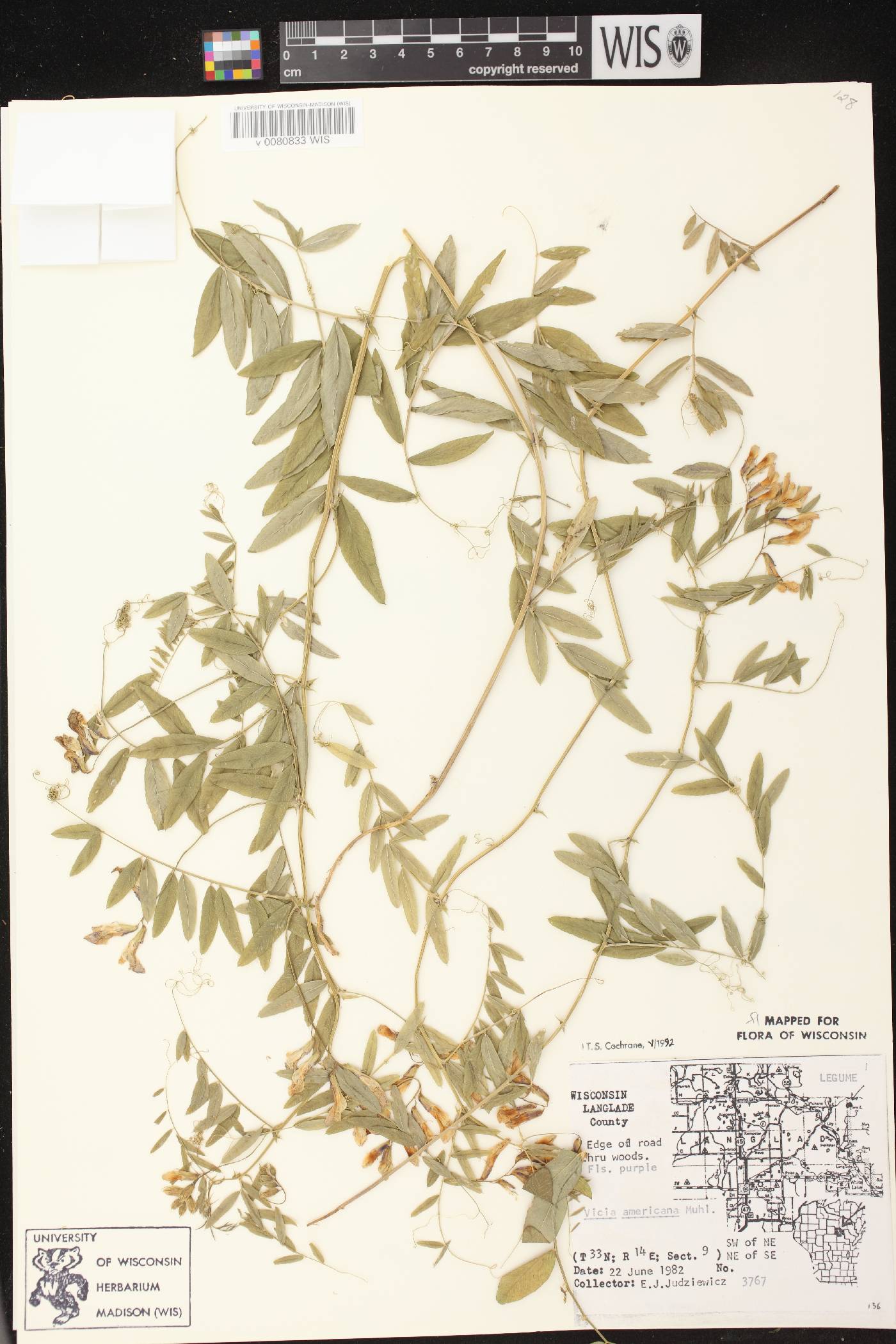 Vicia americana subsp. americana image