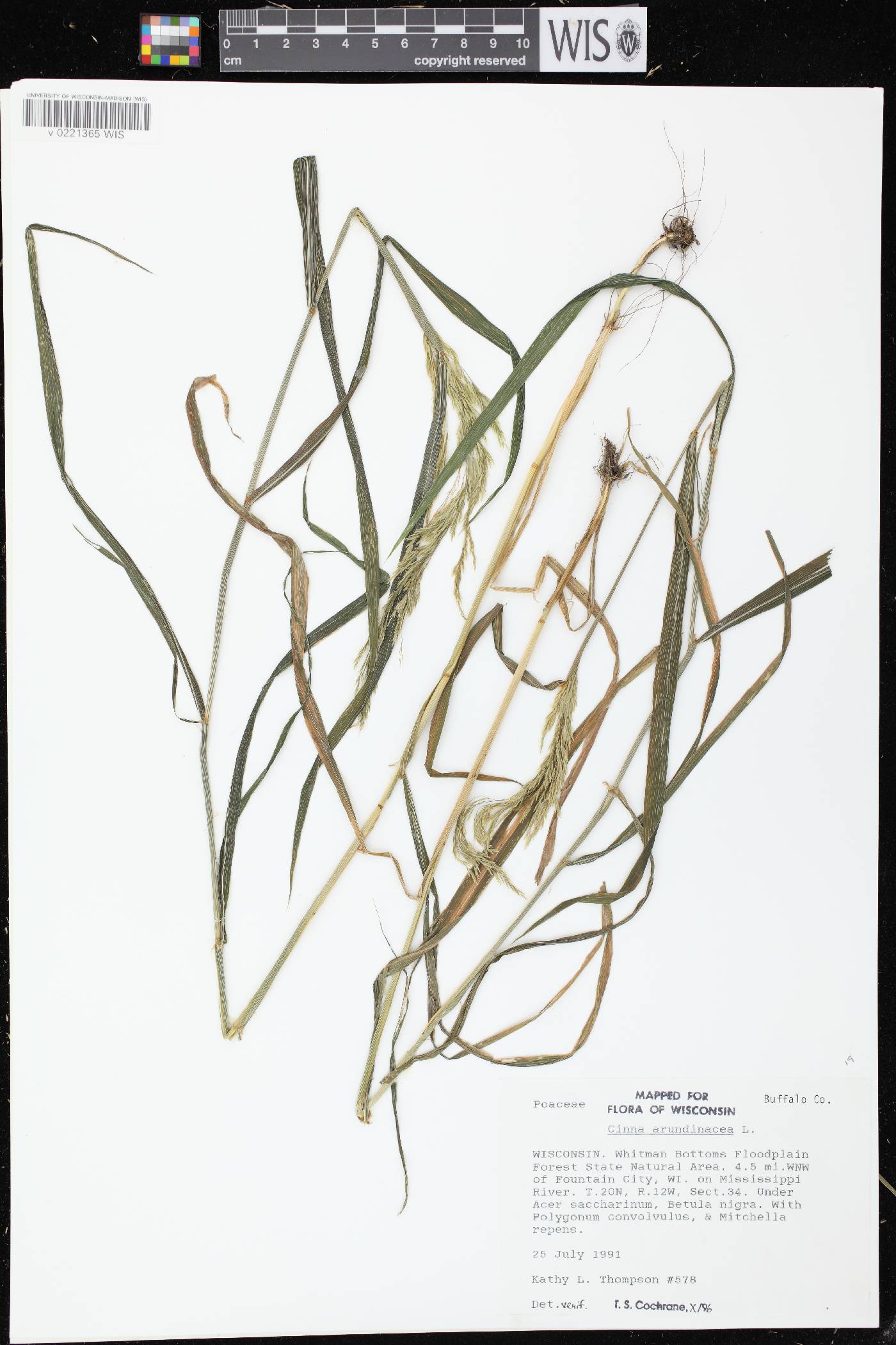 Cinna arundinacea image