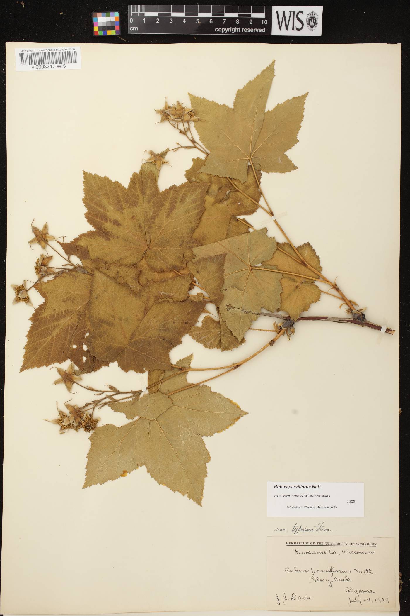 Rubus parviflorus image