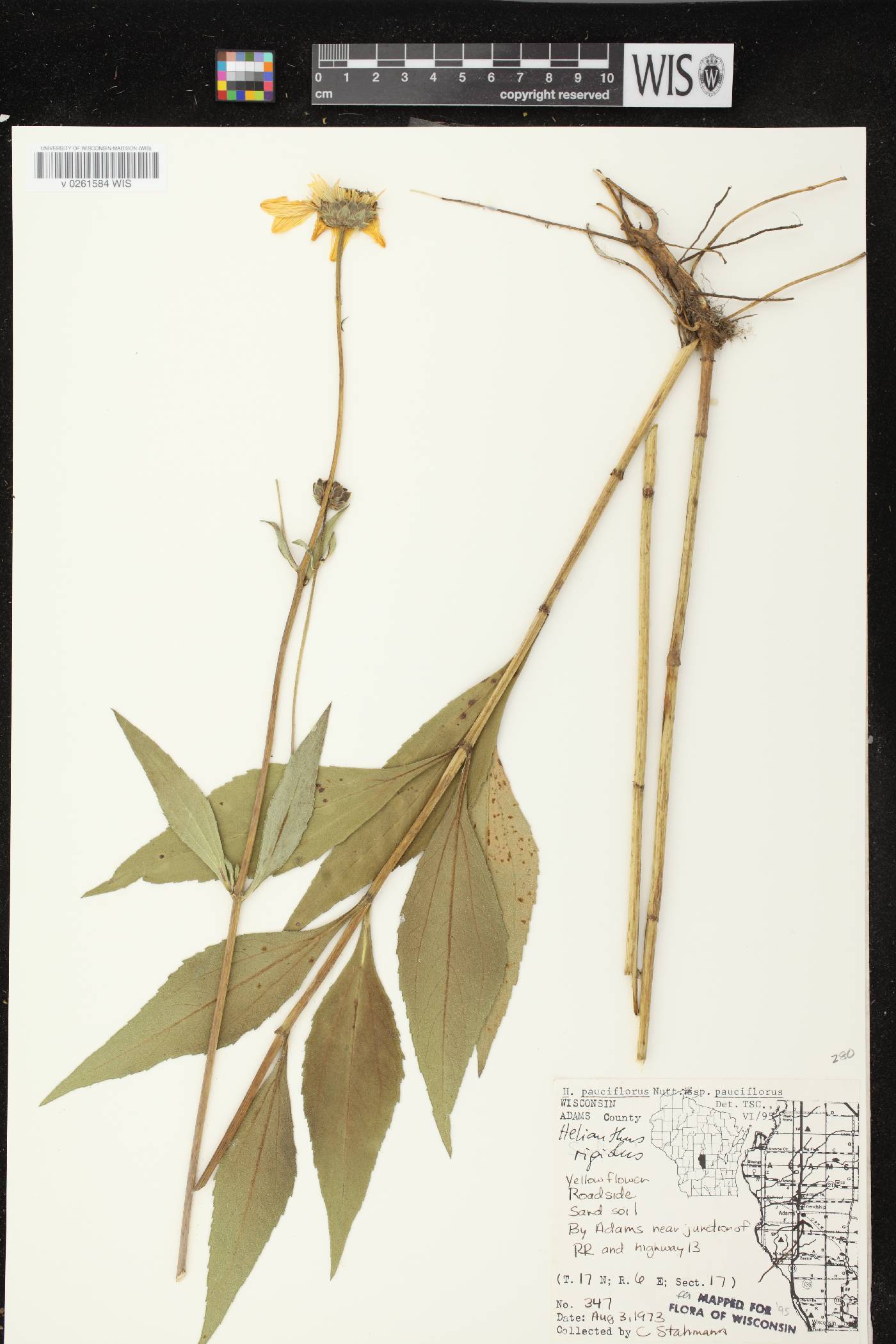 Helianthus pauciflorus subsp. pauciflorus image