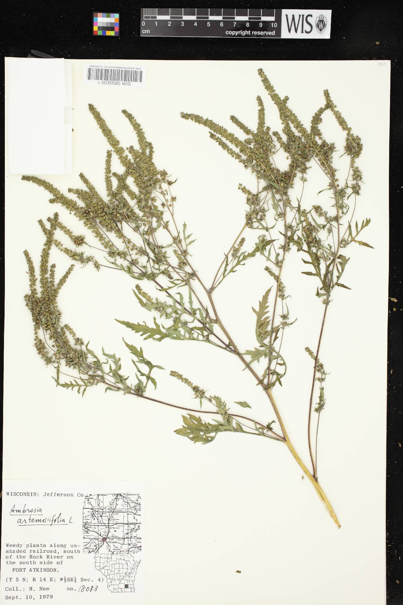 Ambrosia artemisiifolia image