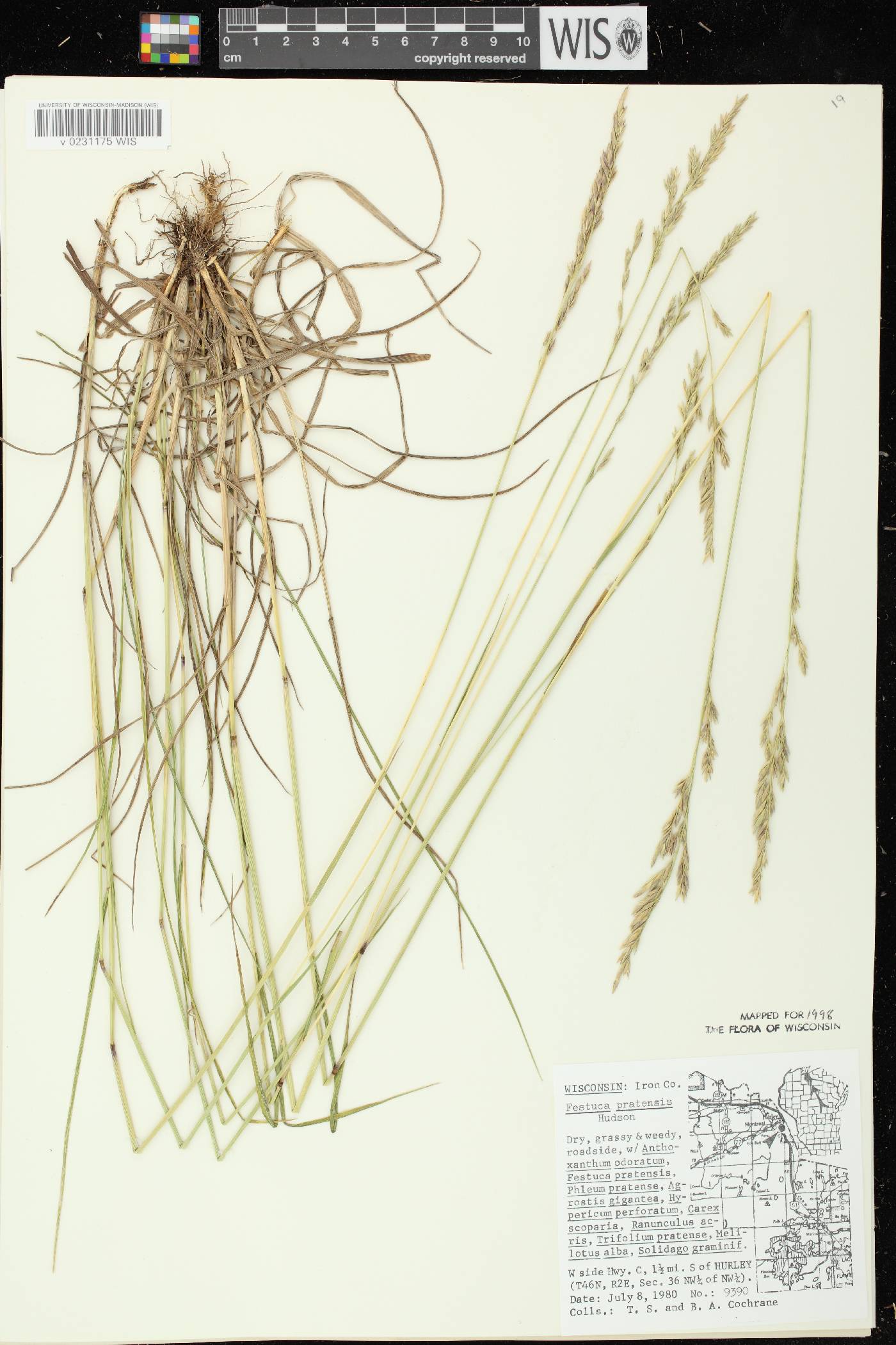 Lolium pratense image