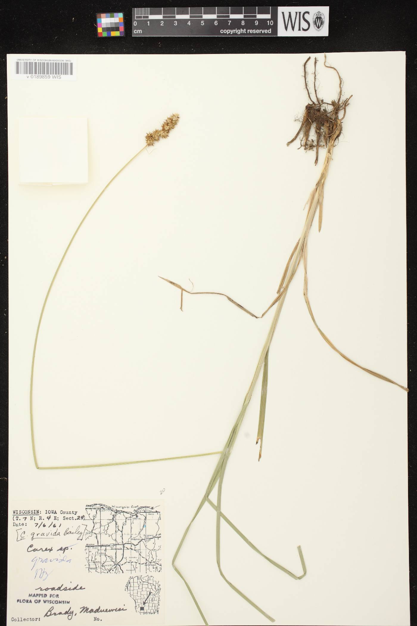 Carex gravida image