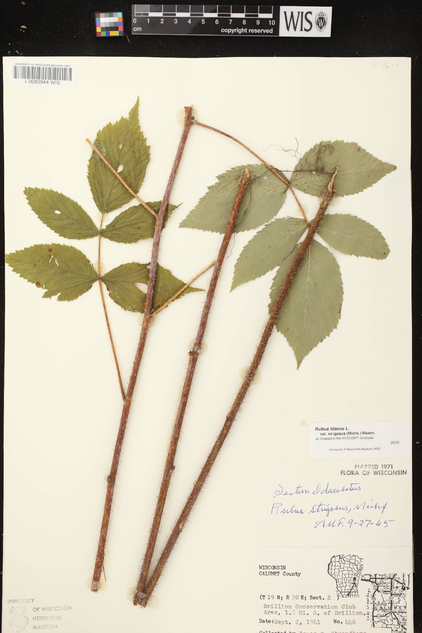 Rubus idaeus subsp. strigosus image
