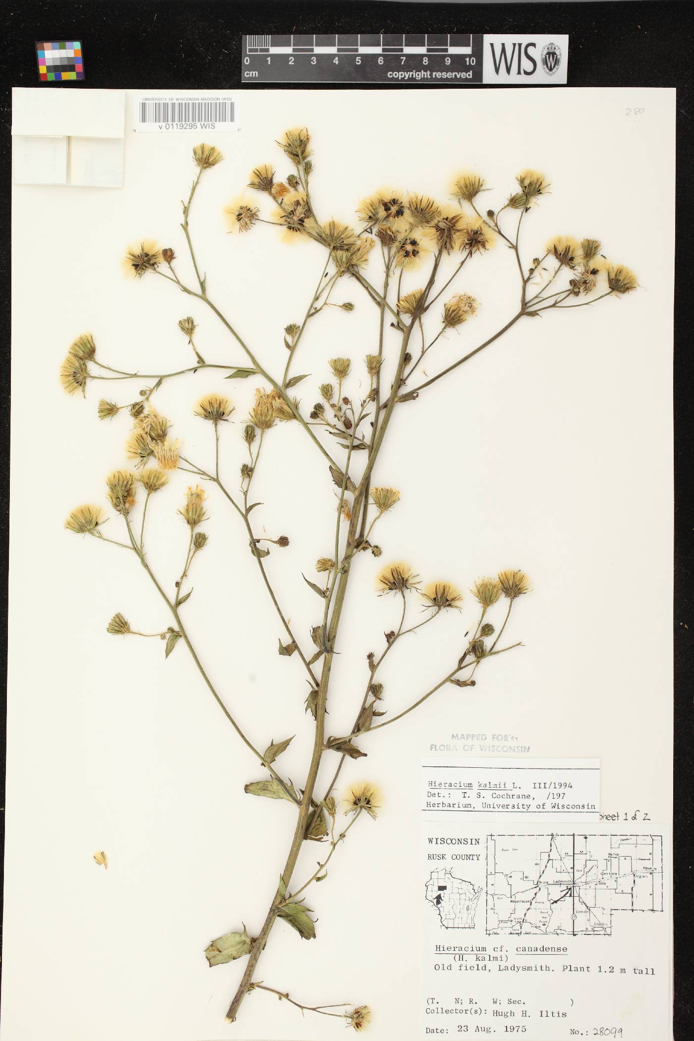 Hieracium umbellatum image