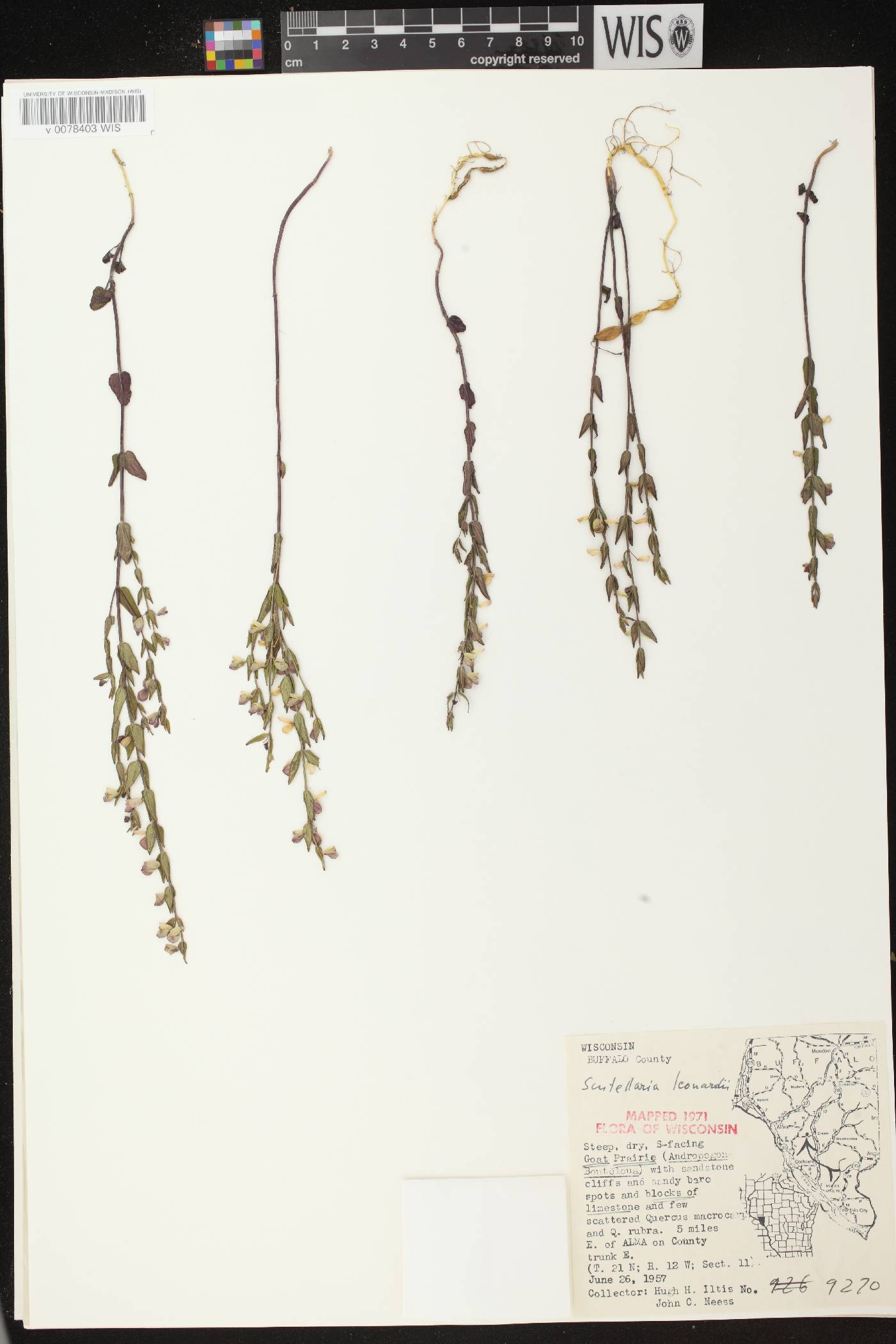 Scutellaria parvula var. missouriensis image