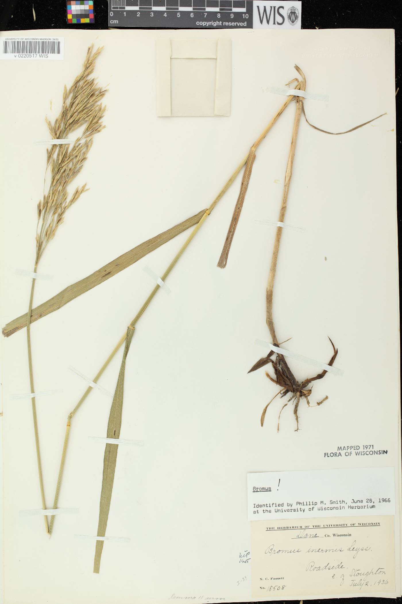 Bromus inermis image