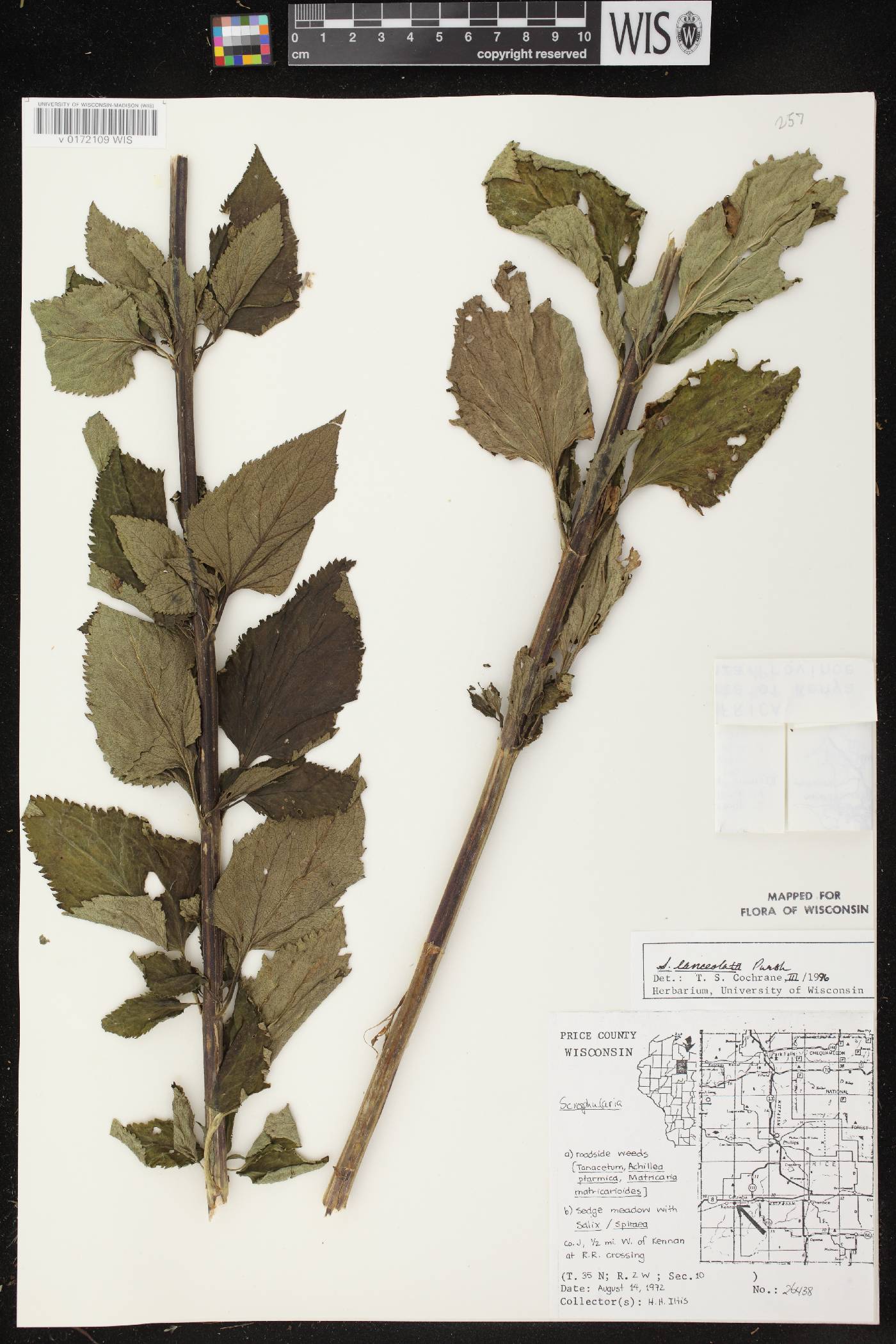 Scrophularia lanceolata image