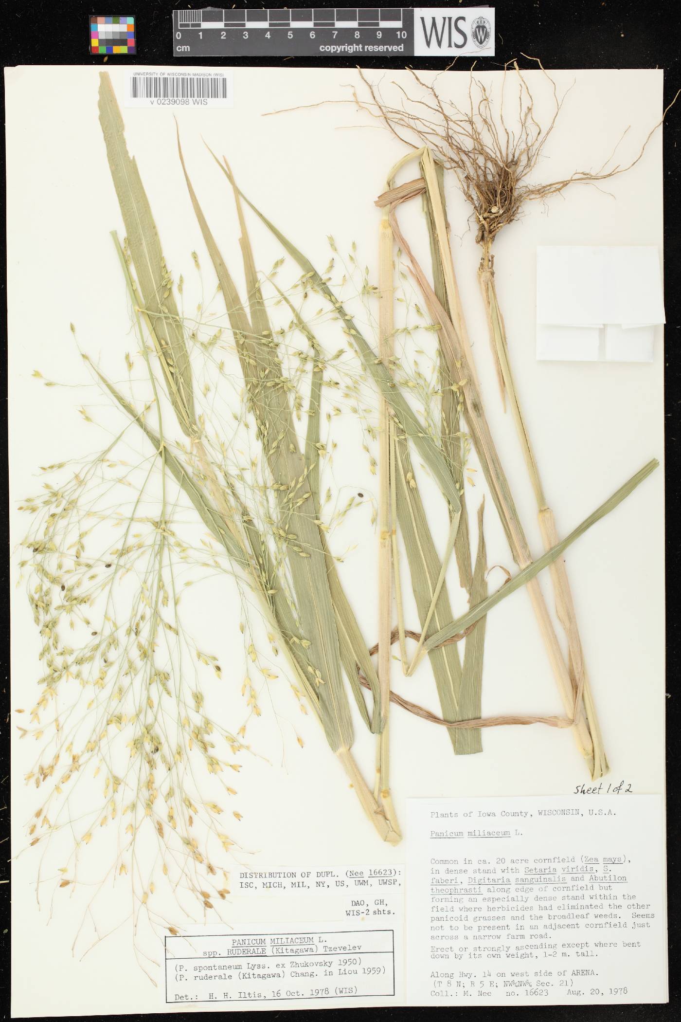 Panicum miliaceum subsp. ruderale image