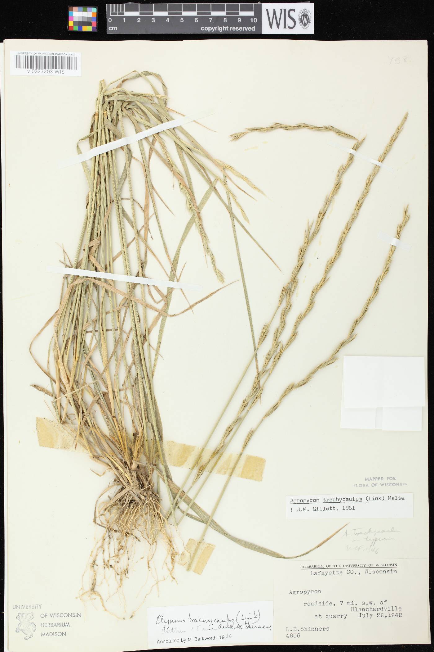 Elymus trachycaulus subsp. trachycaulus image