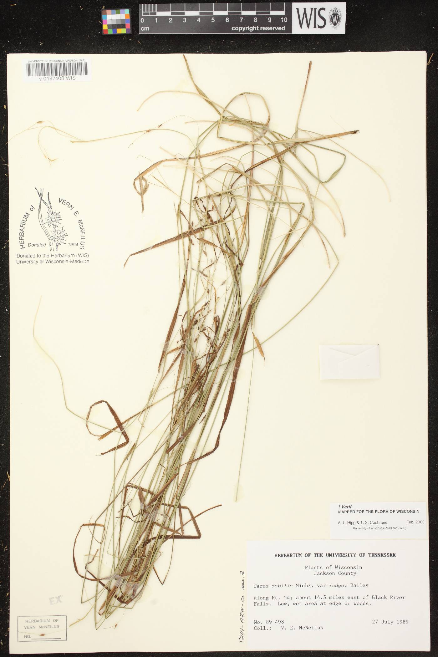 Carex debilis var. rudgei image