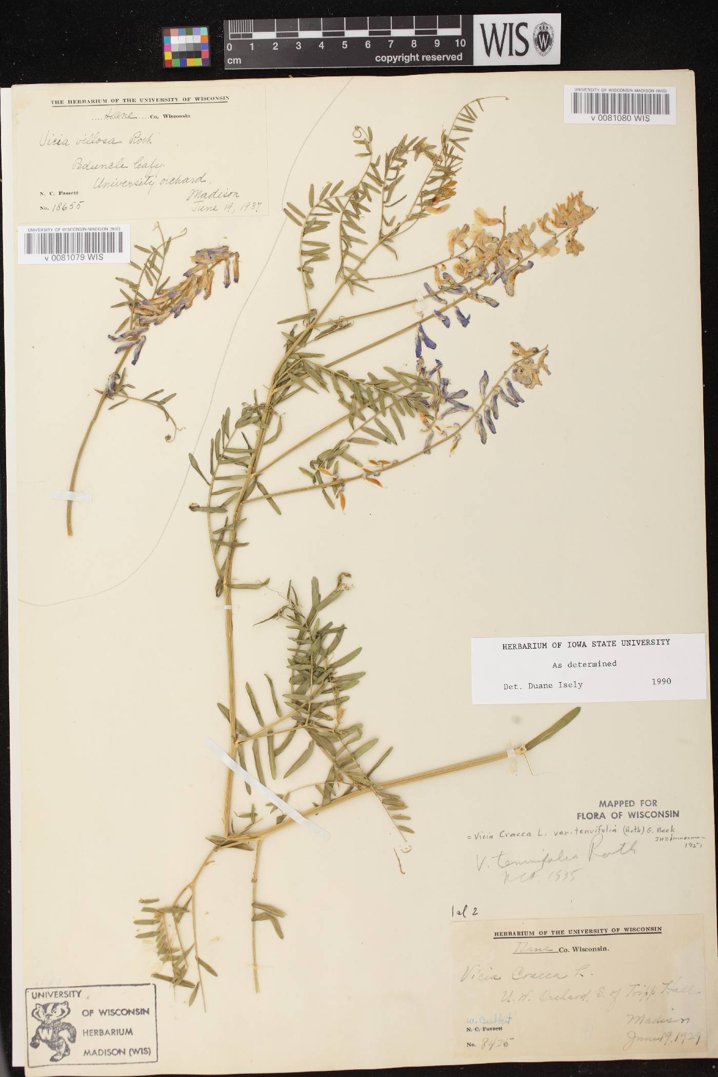 Vicia cracca subsp. tenuifolia image