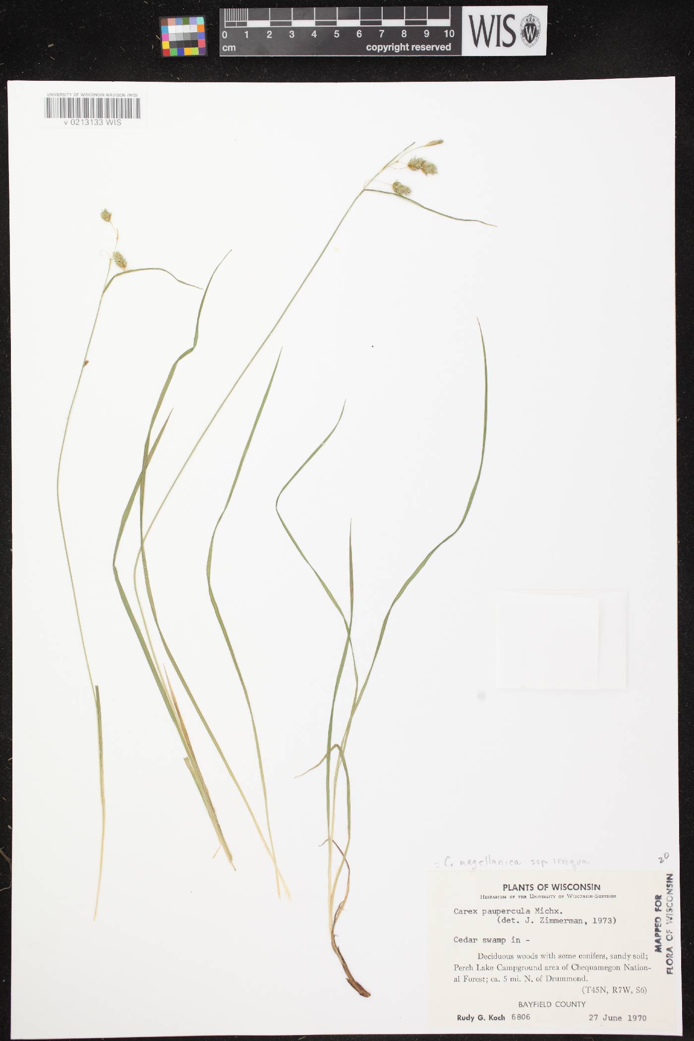 Carex magellanica image
