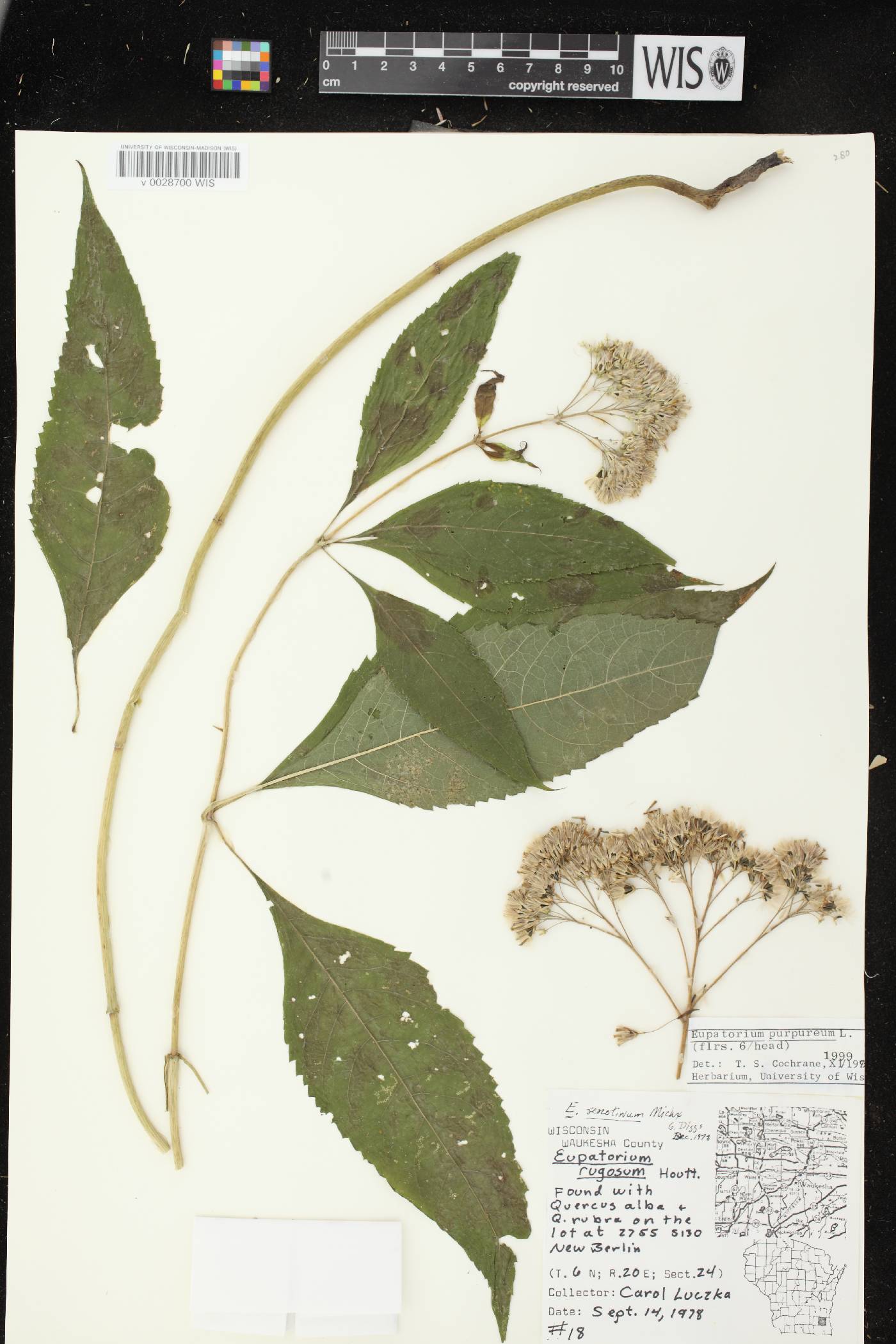 Eutrochium purpureum image