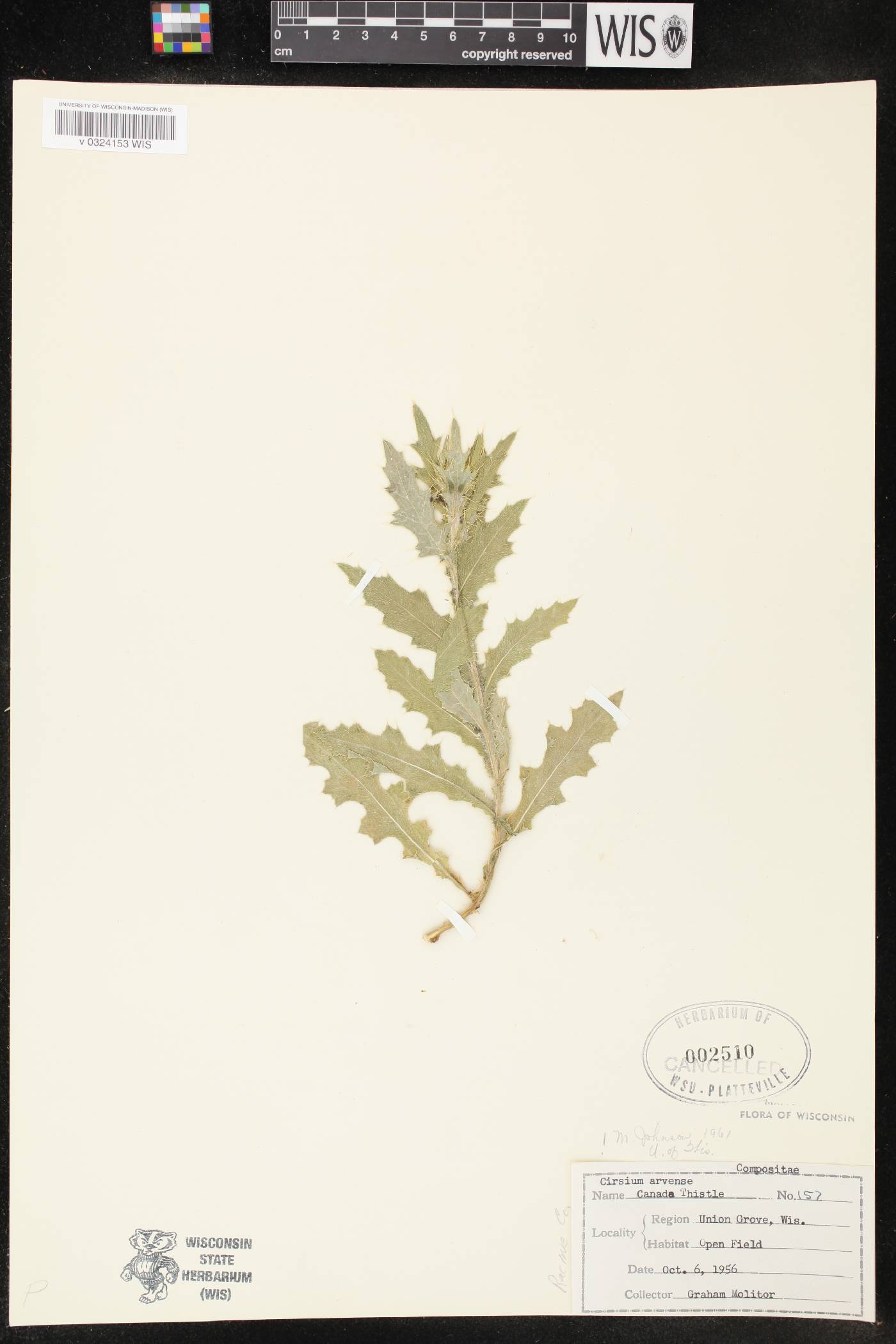 Cirsium arvense image