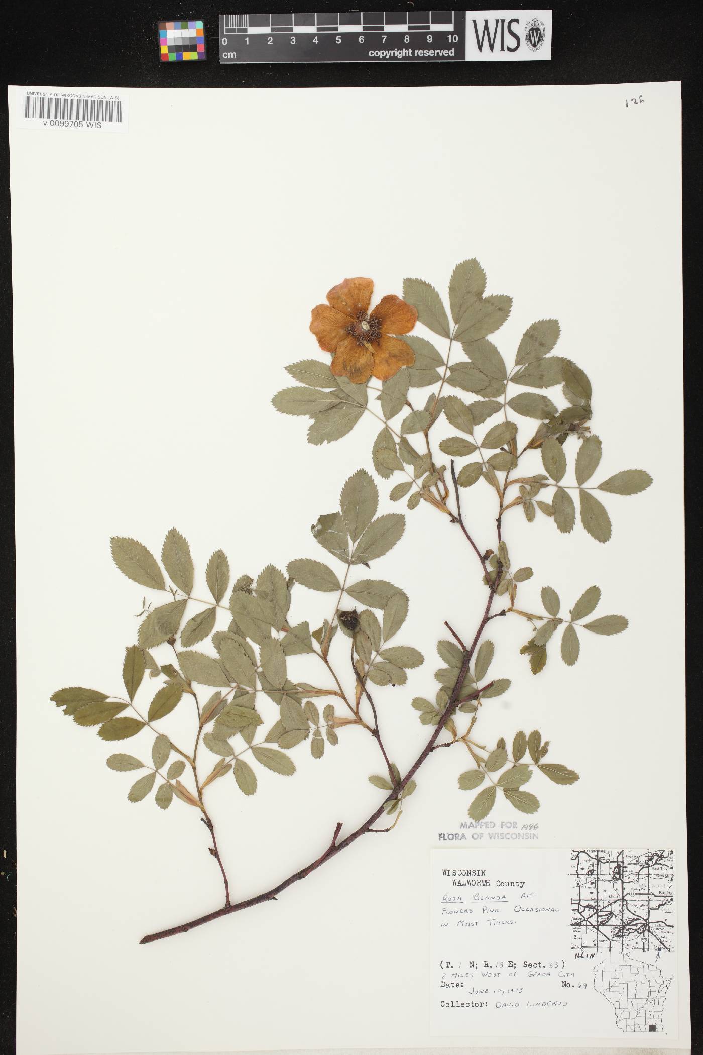 Rosa blanda image