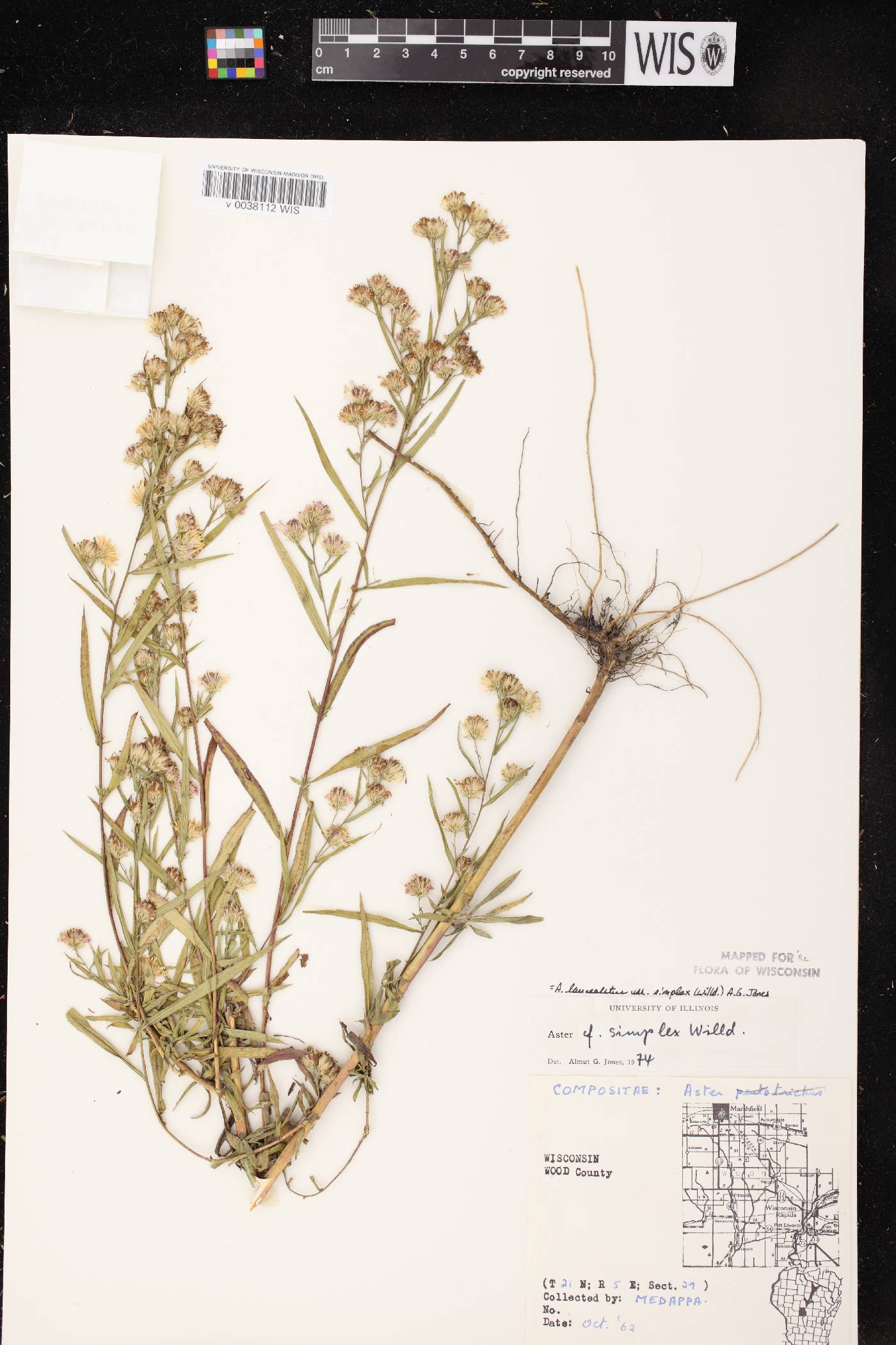 Symphyotrichum lanceolatum var. lanceolatum image