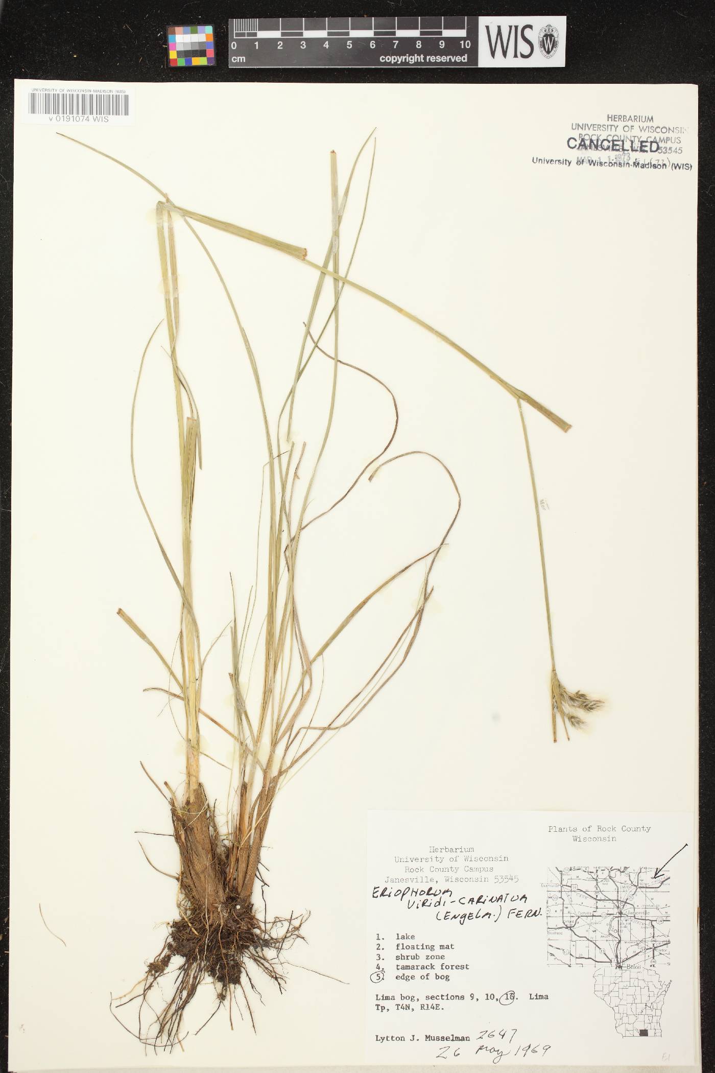 Eriophorum viridicarinatum image