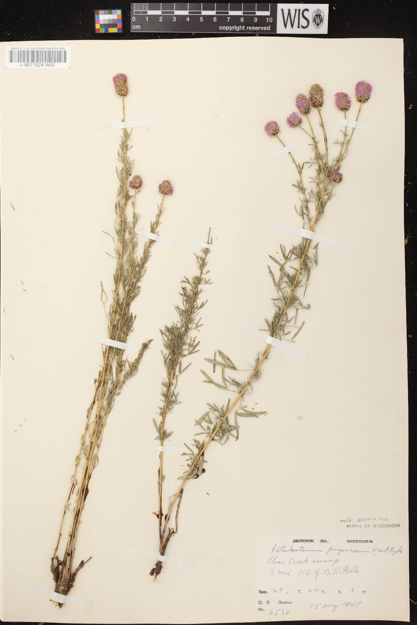 Dalea purpurea image