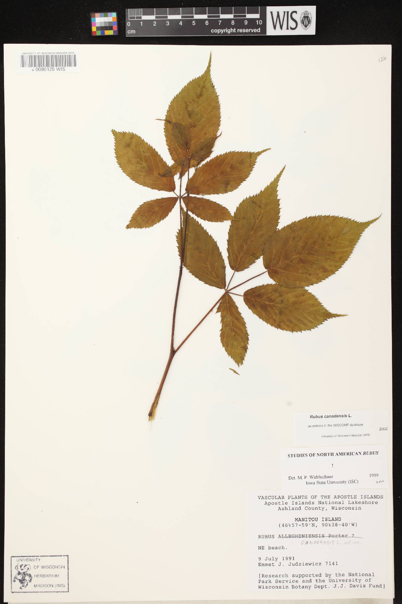 Rubus canadensis image