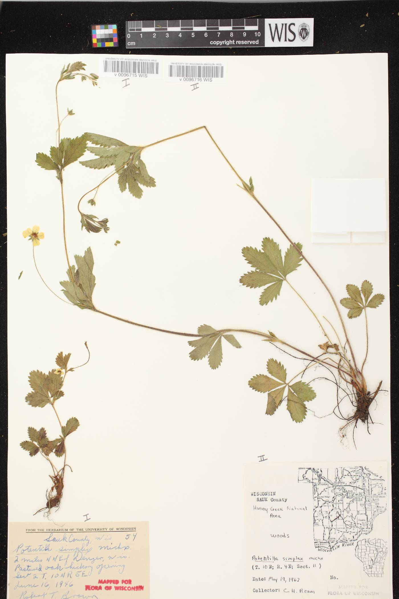 Potentilla simplex image