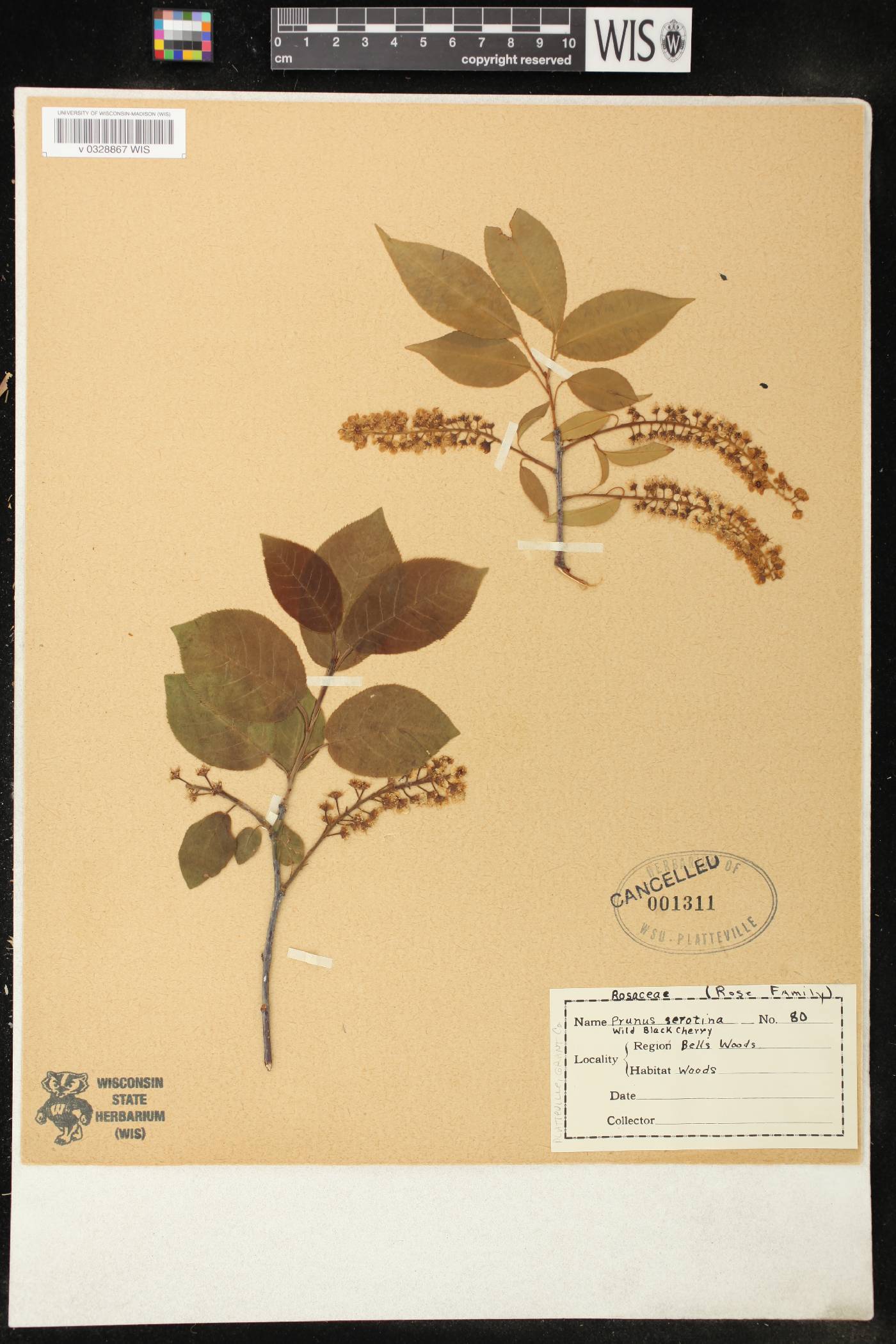 Prunus serotina image