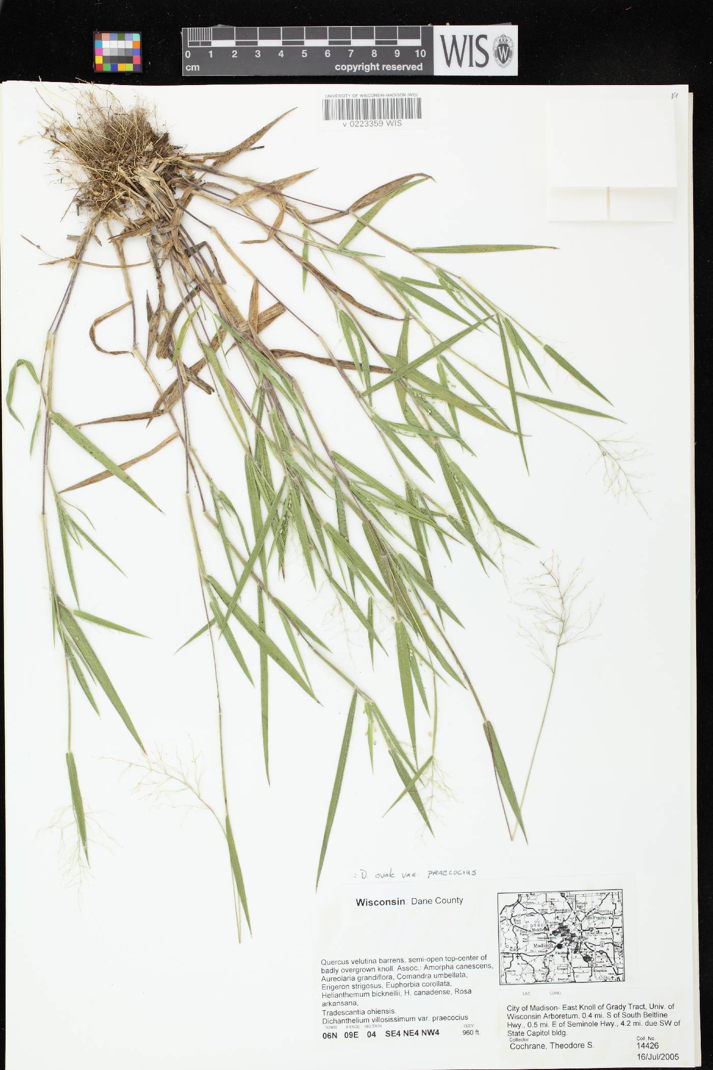 Dichanthelium villosissimum var. praecocius image