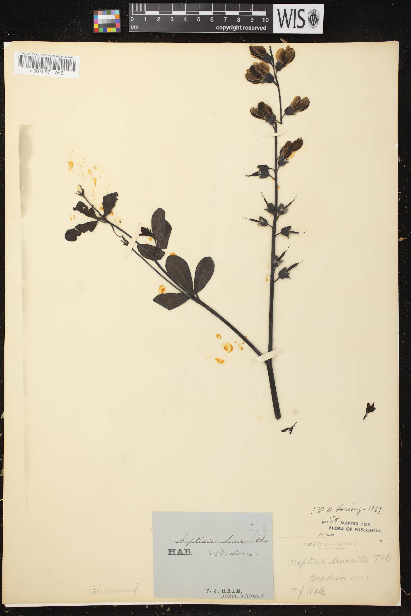 Baptisia lactea image