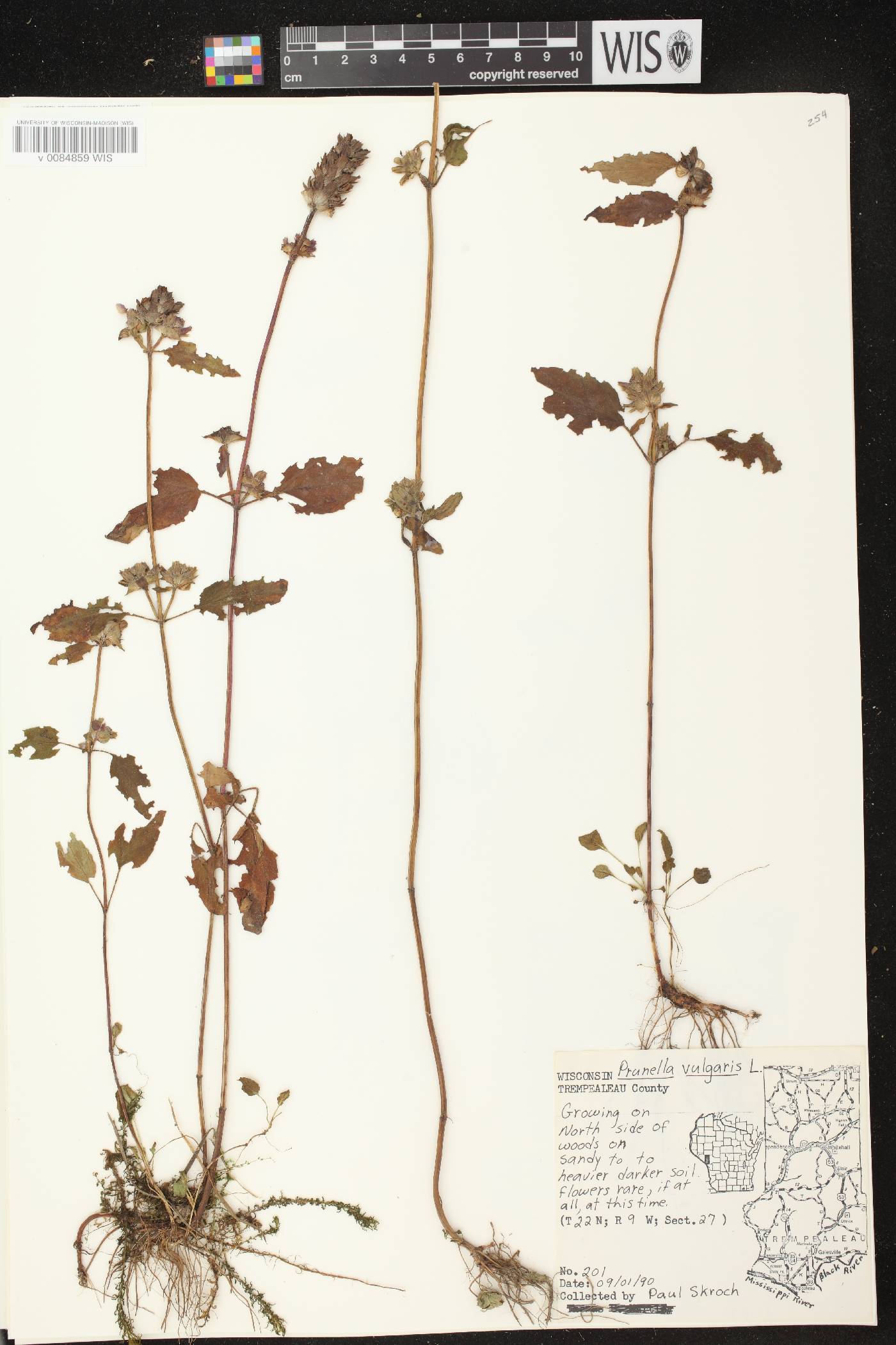 Prunella vulgaris image