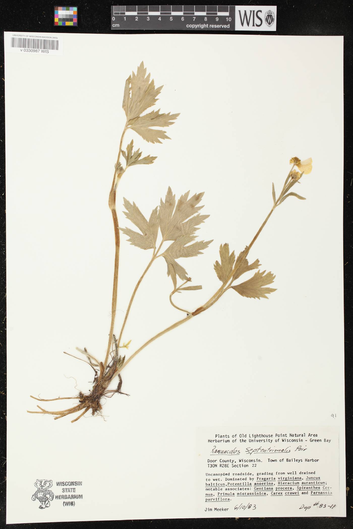 Ranunculus hispidus image
