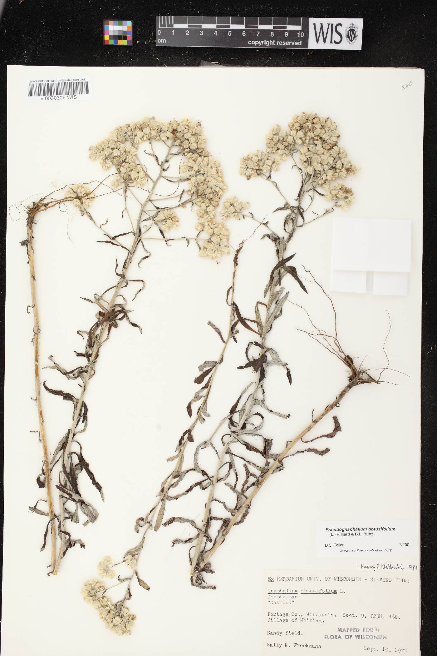Pseudognaphalium obtusifolium image