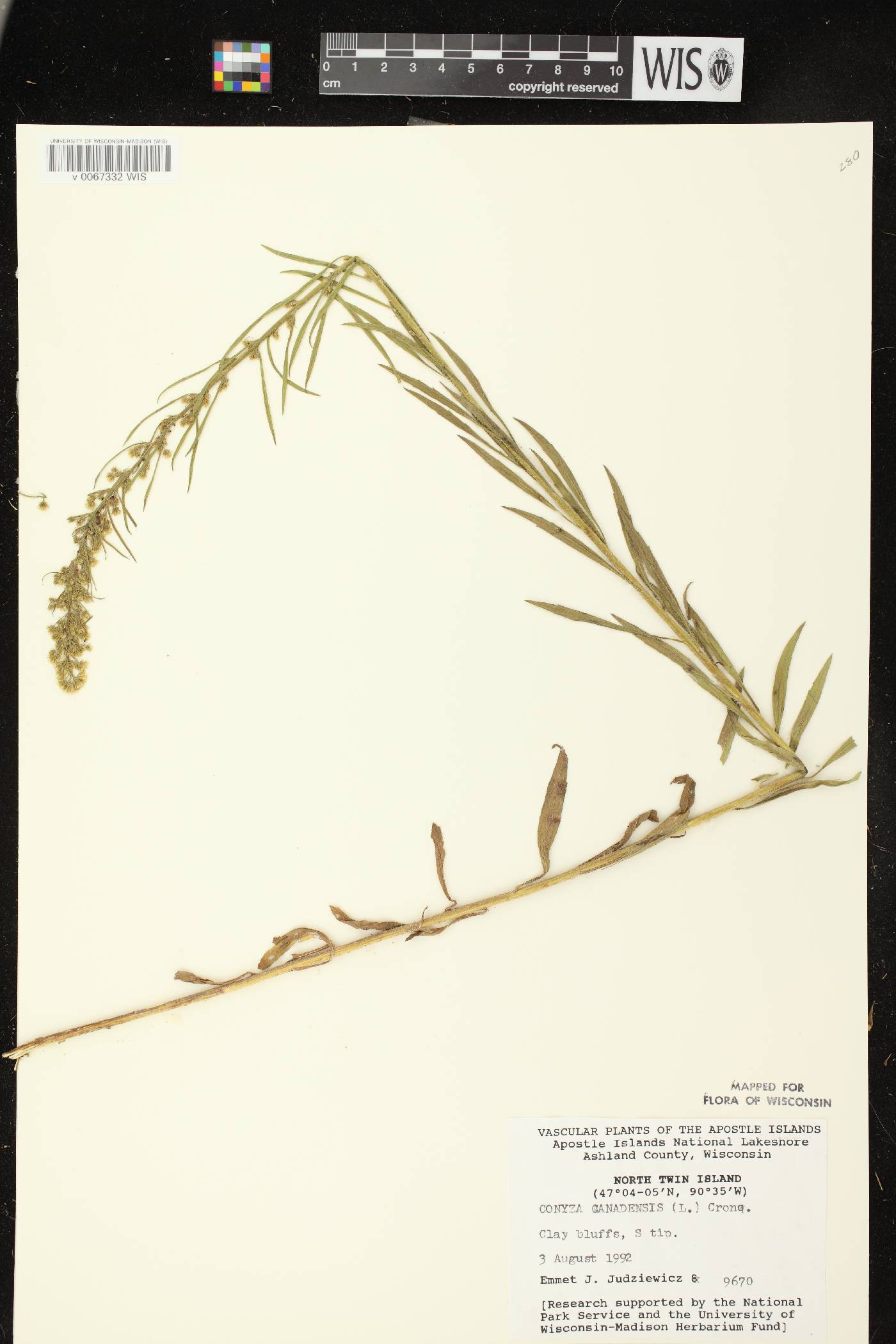 Conyza canadensis image