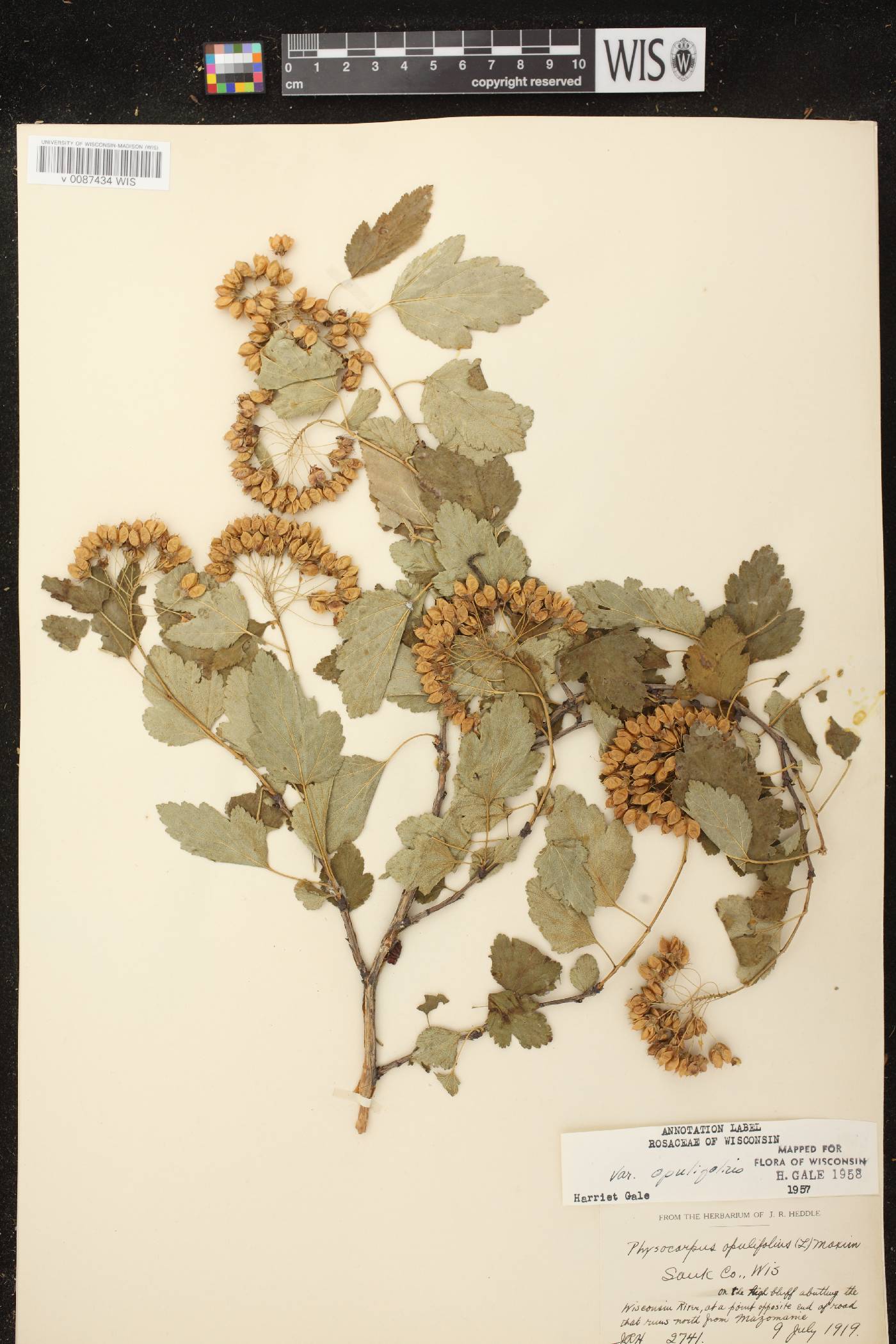 Physocarpus opulifolius image