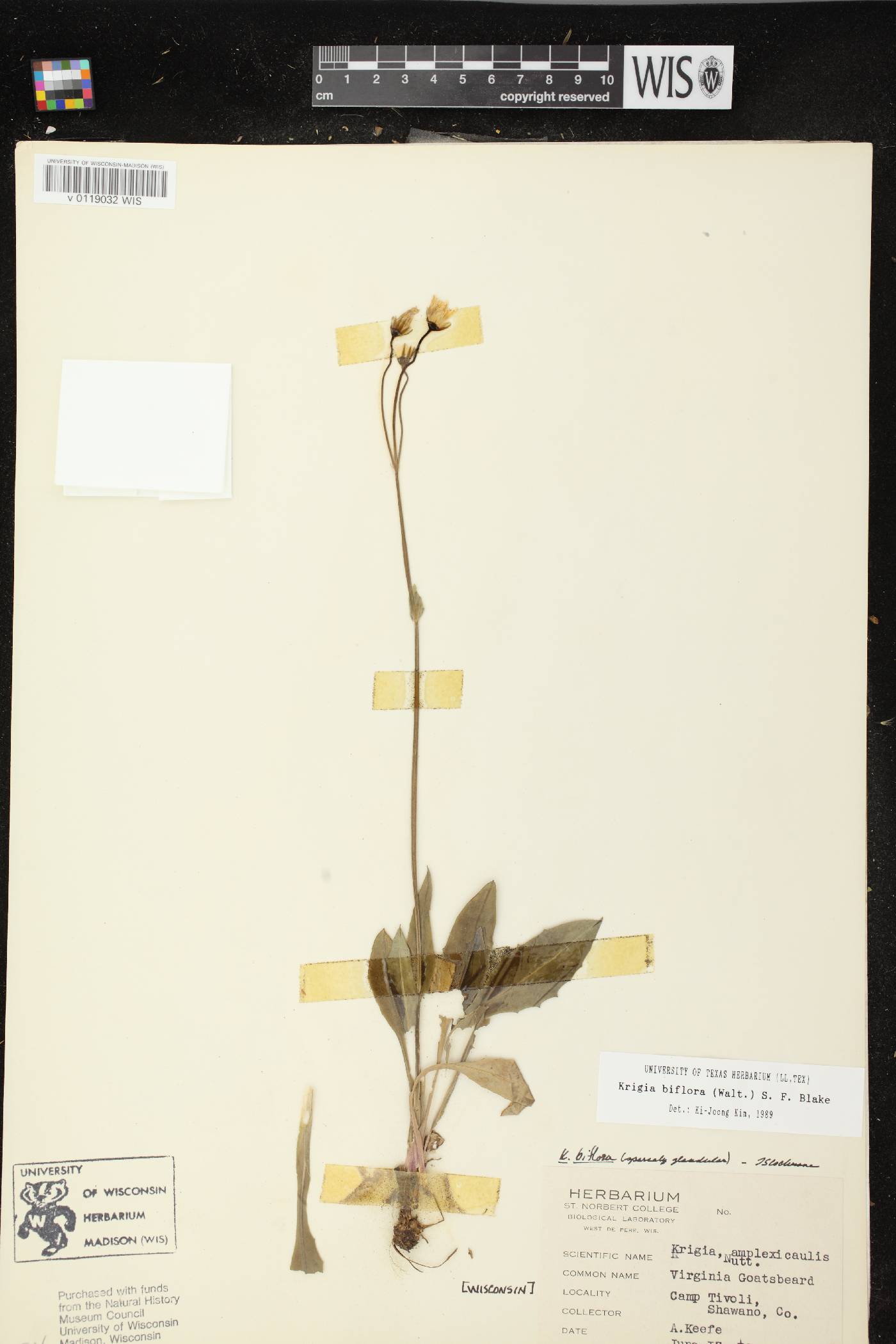 Krigia biflora image