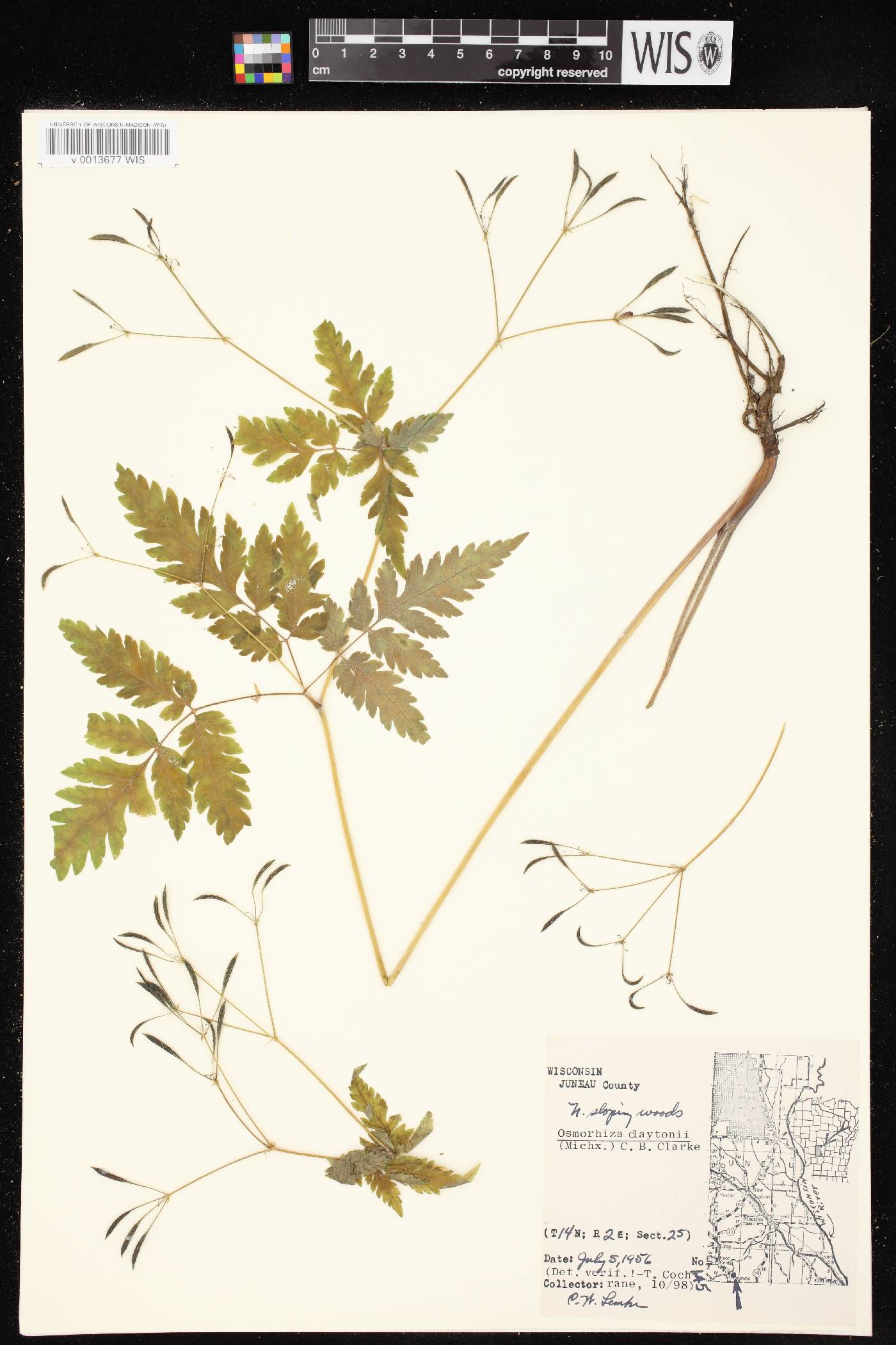 Osmorhiza claytonii image
