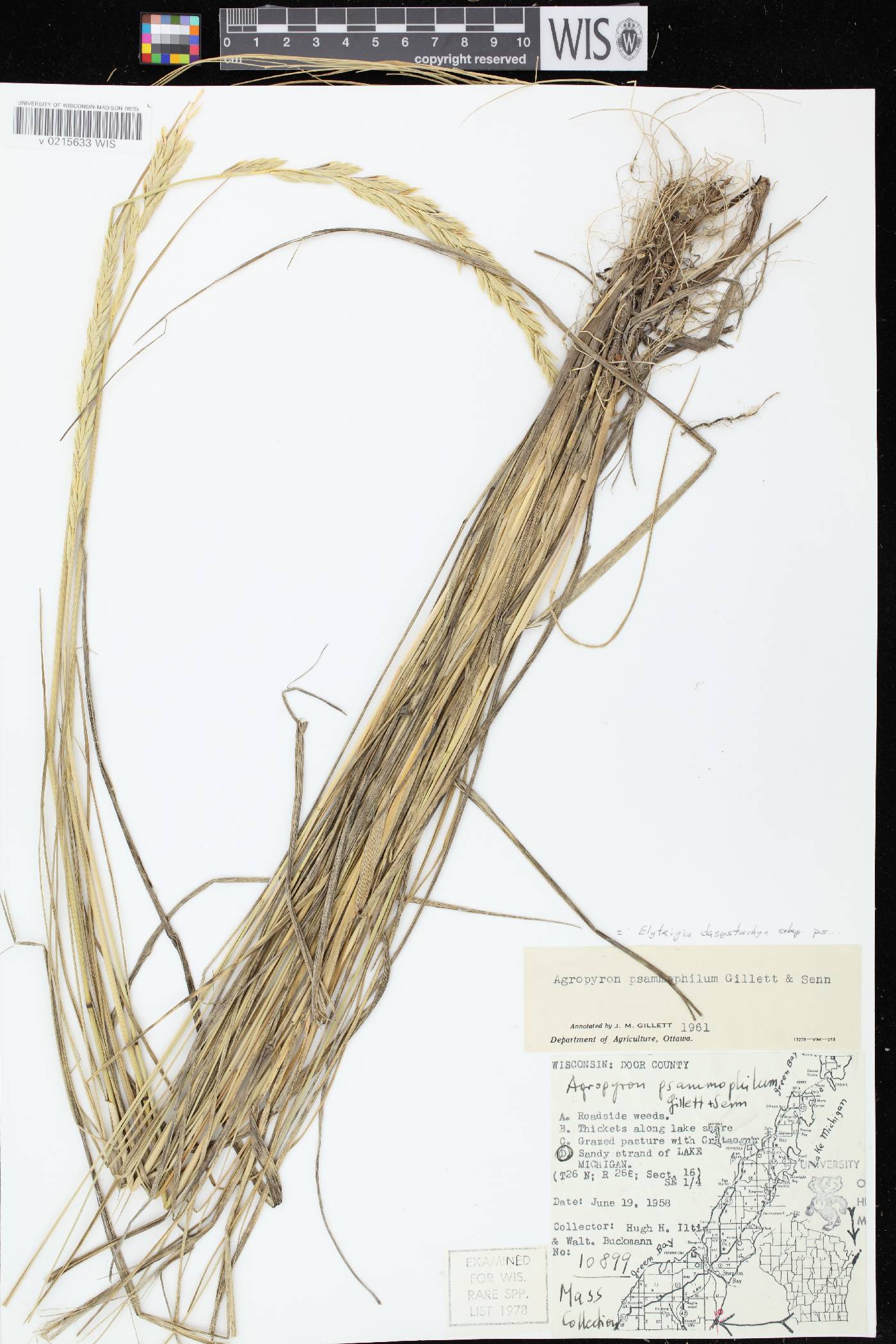 Elymus lanceolatus image