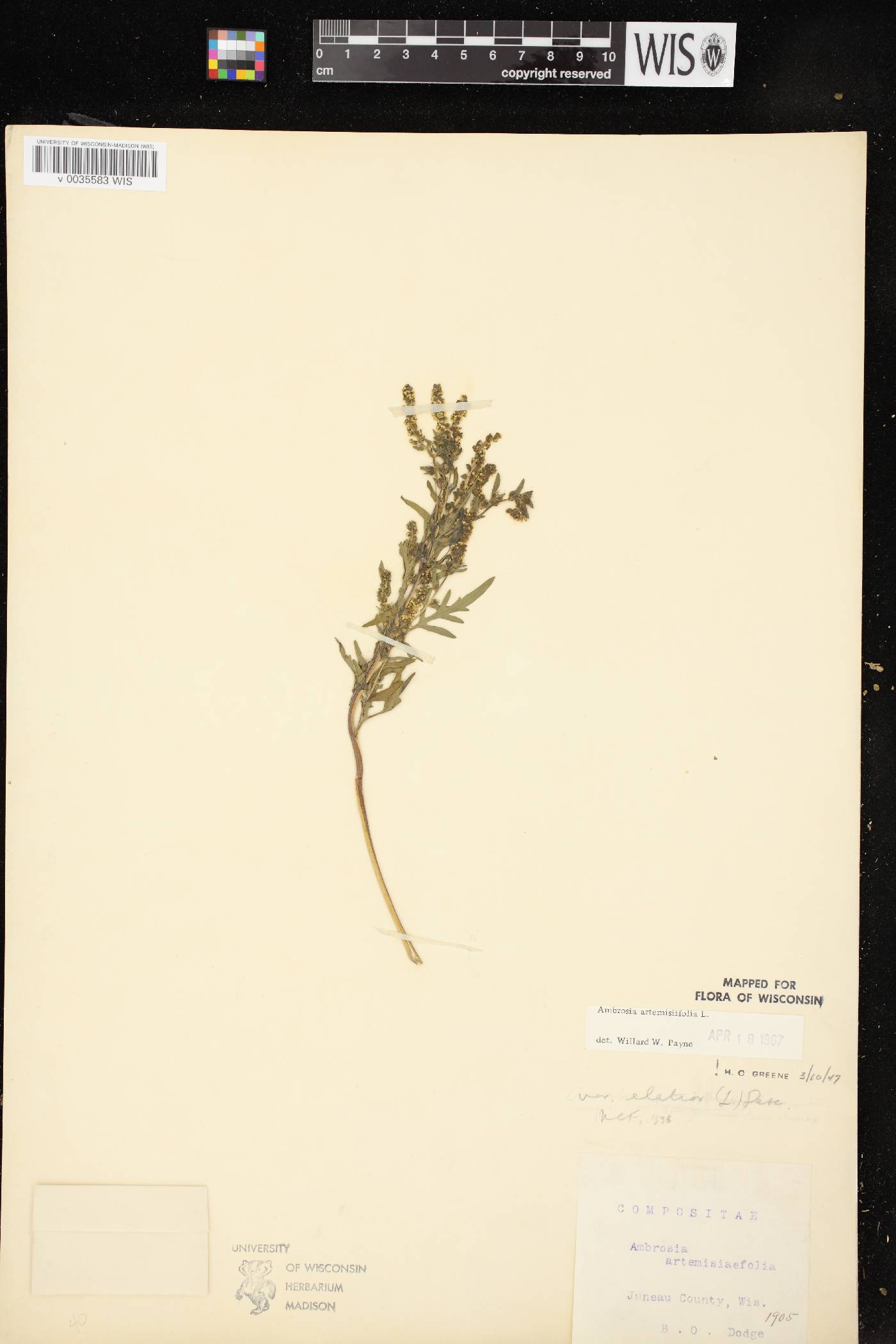 Ambrosia artemisiifolia image