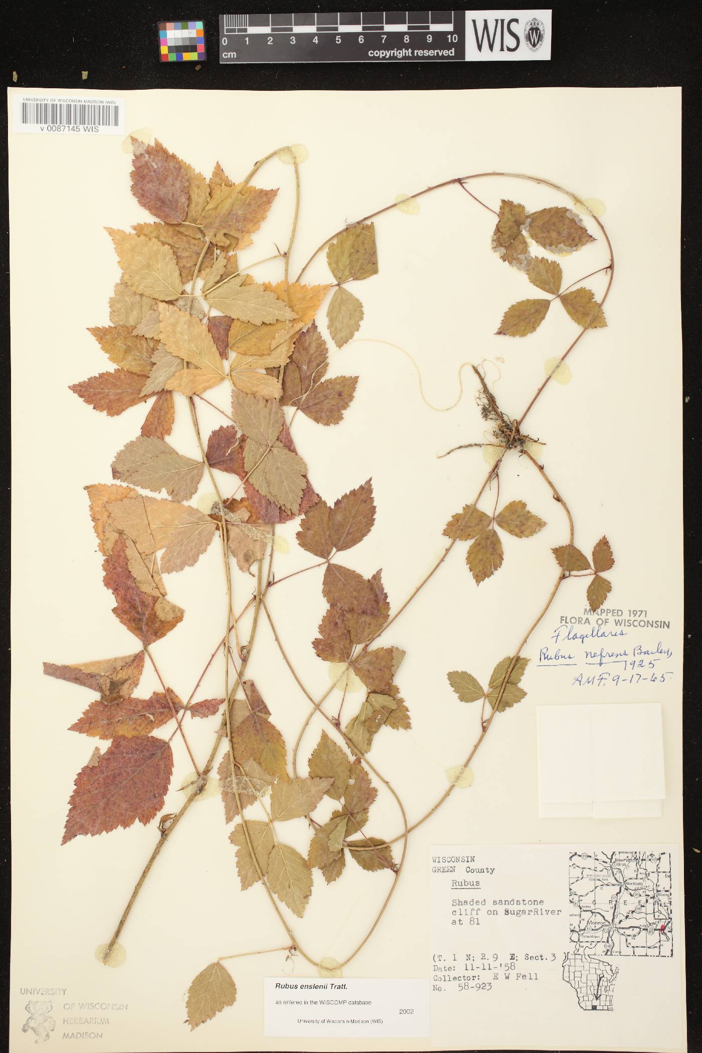 Rubus flagellaris image
