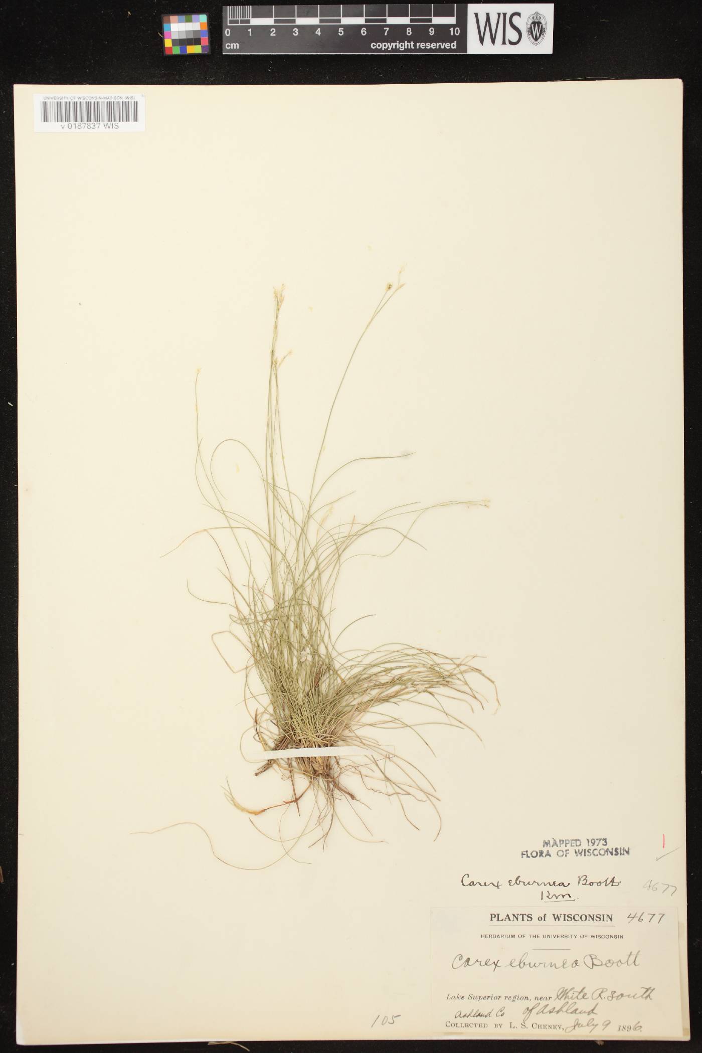 Carex eburnea image