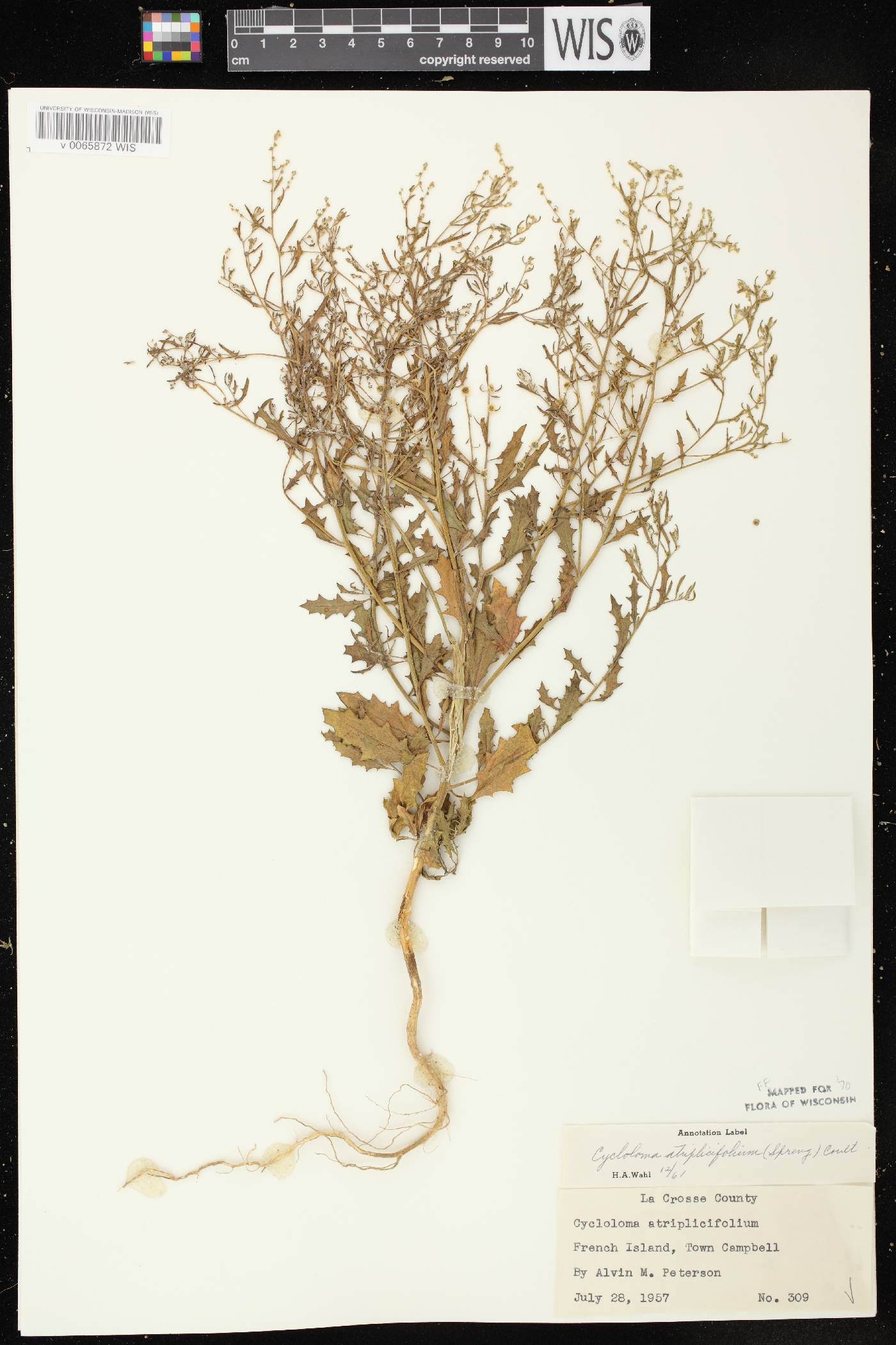 Cycloloma atriplicifolium image
