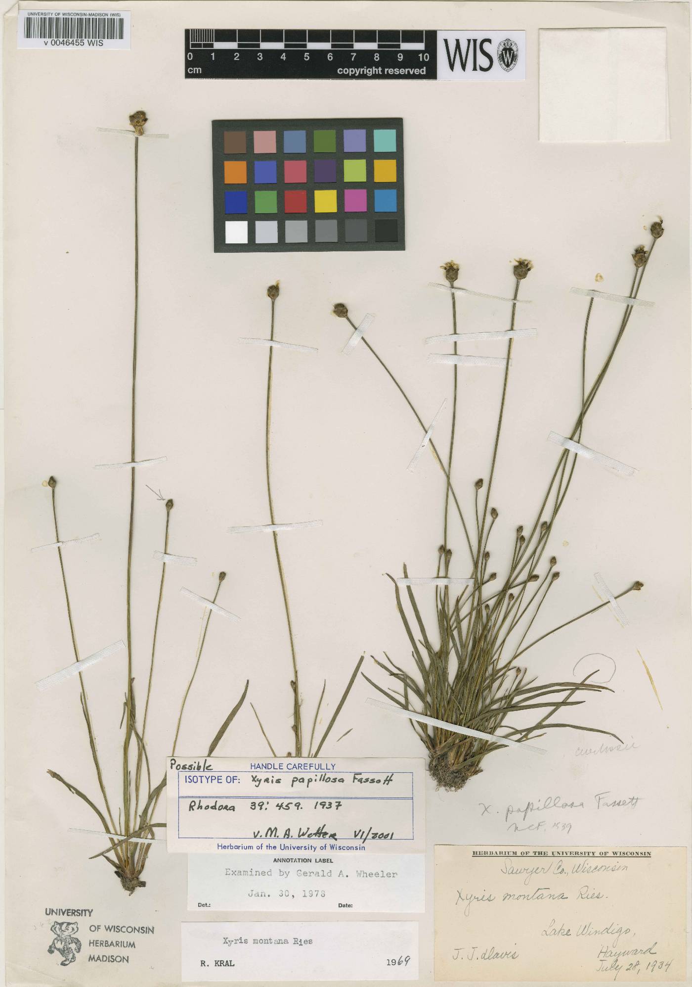 Xyris montana image