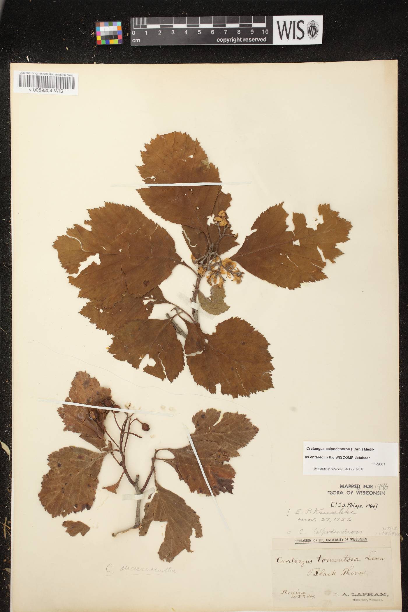 Crataegus calpodendron image