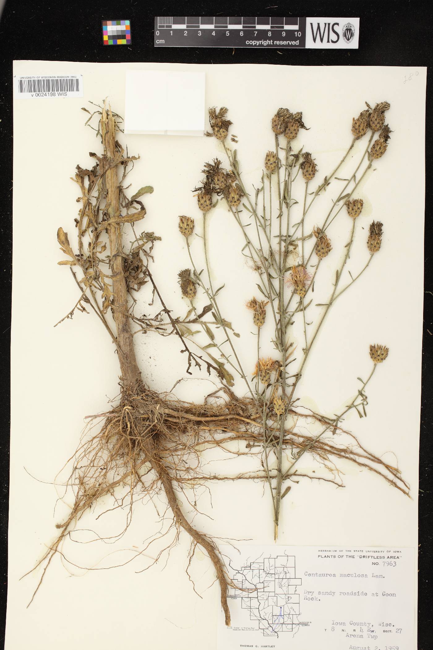 Centaurea stoebe subsp. micranthos image