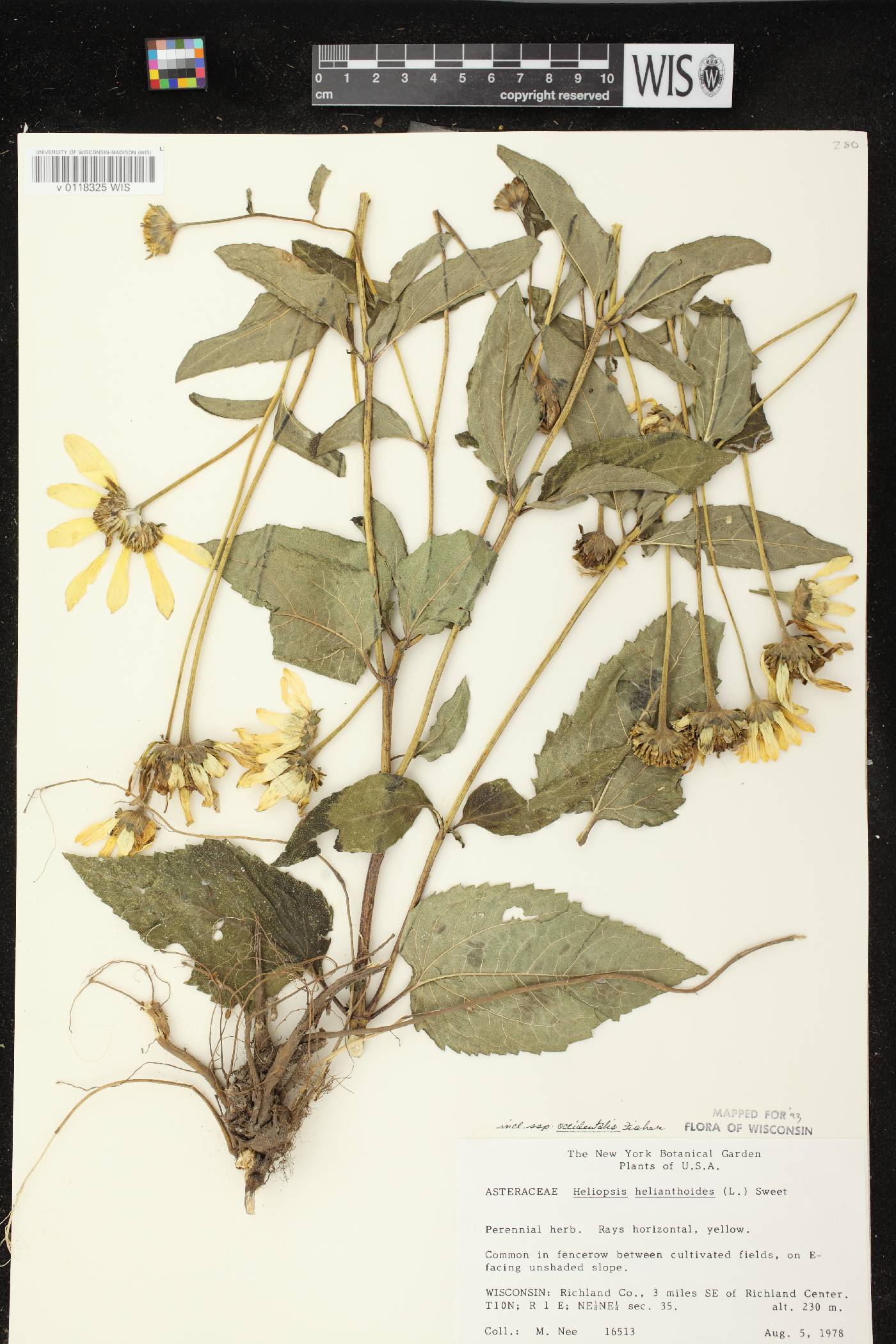 Heliopsis helianthoides var. scabra image