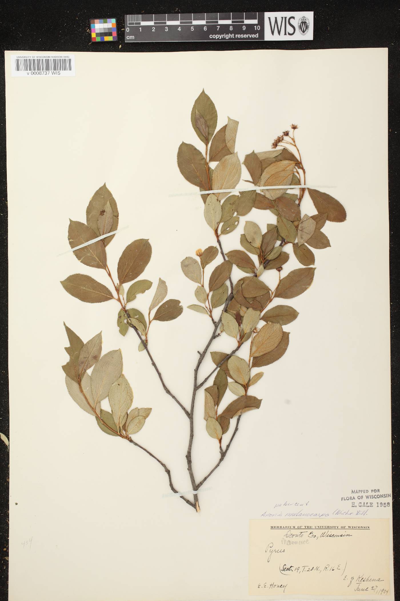 Aronia x prunifolia image