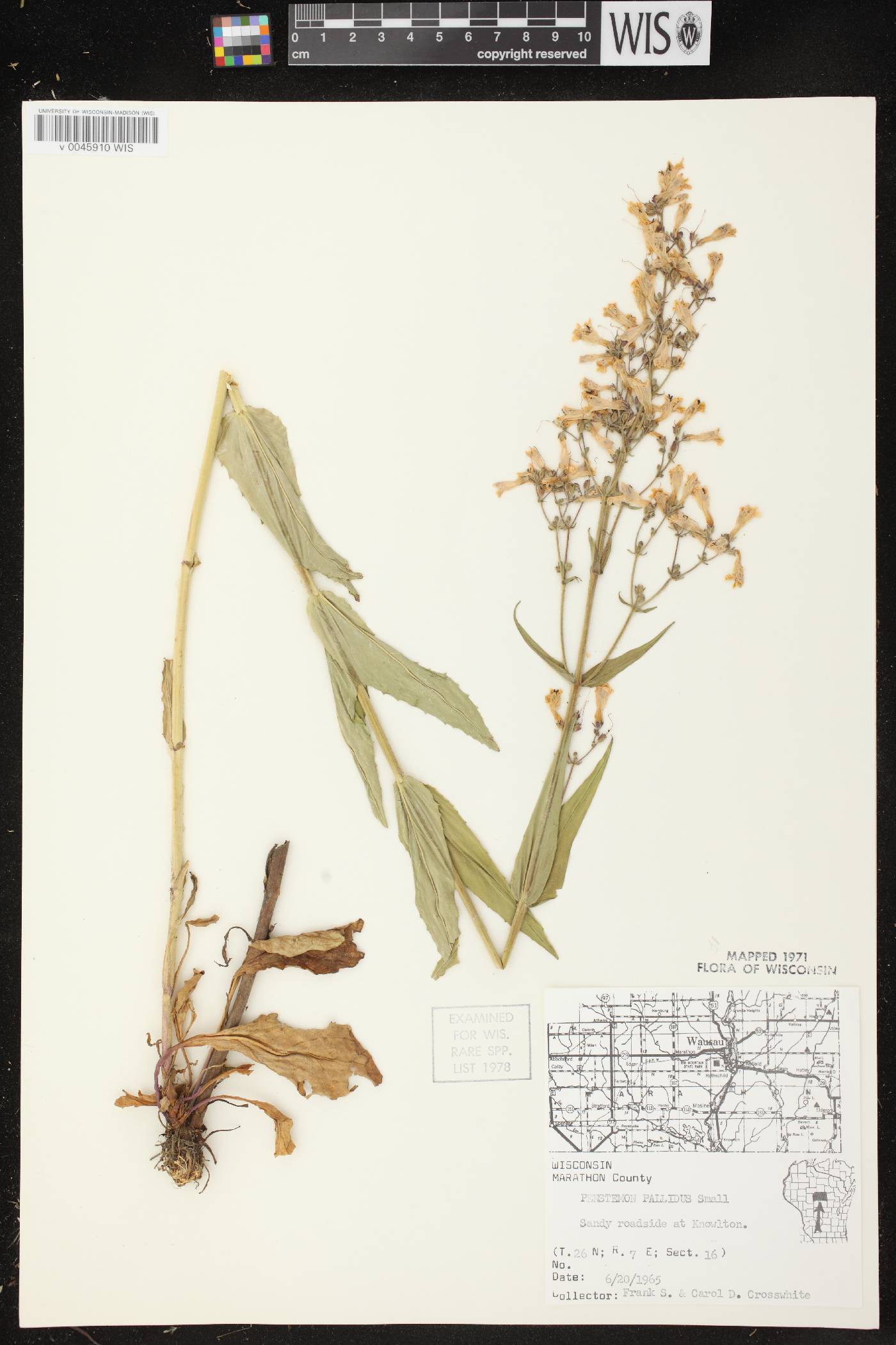 Penstemon pallidus image