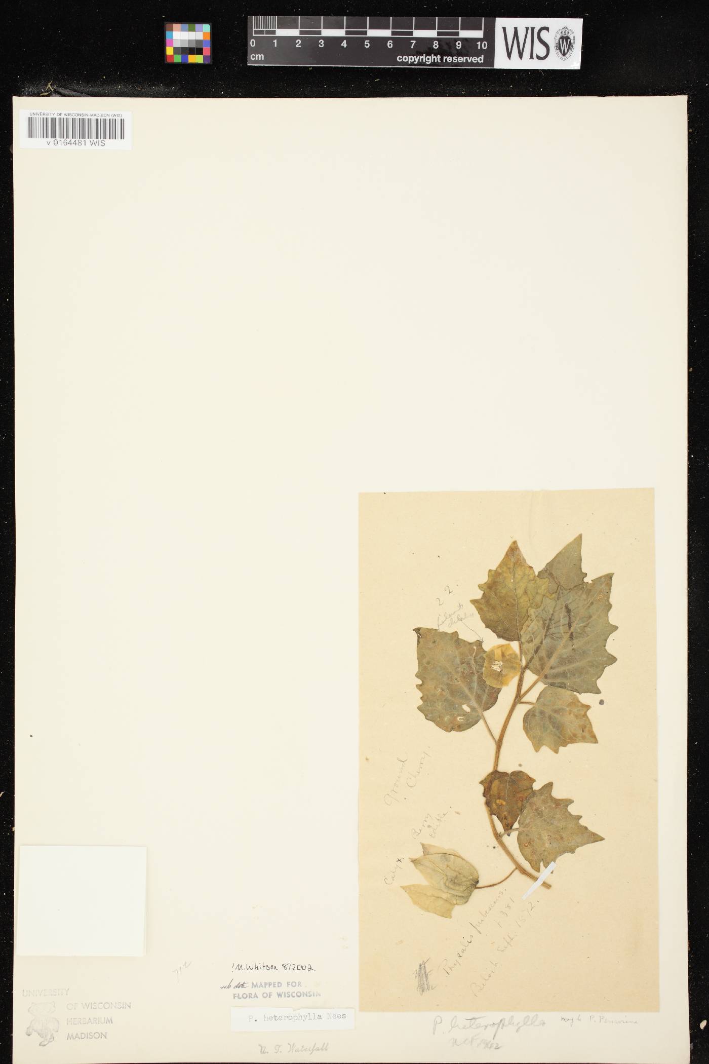 Physalis heterophylla var. heterophylla image